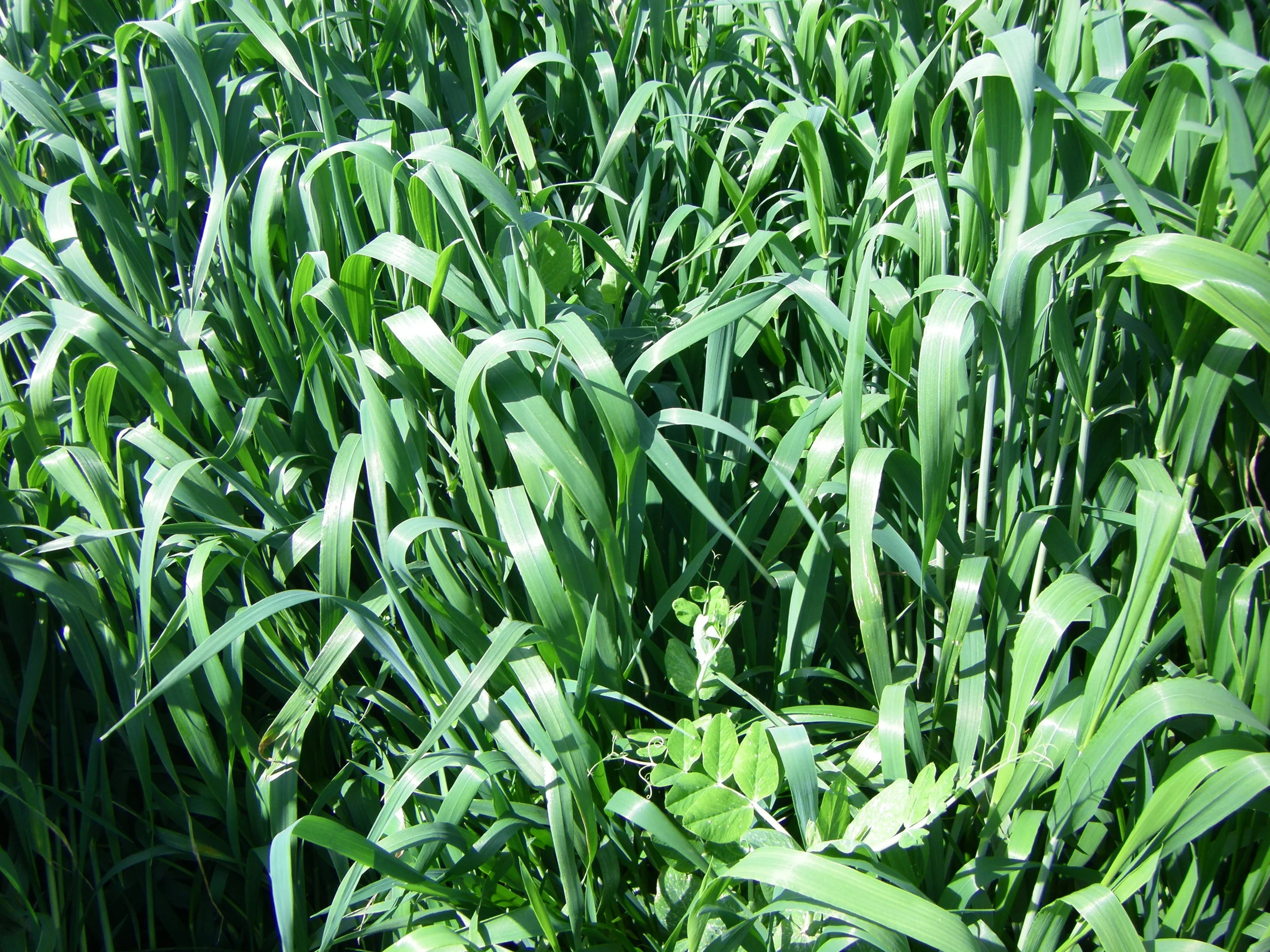 BlueBale Gold w/ Peas & Vetch