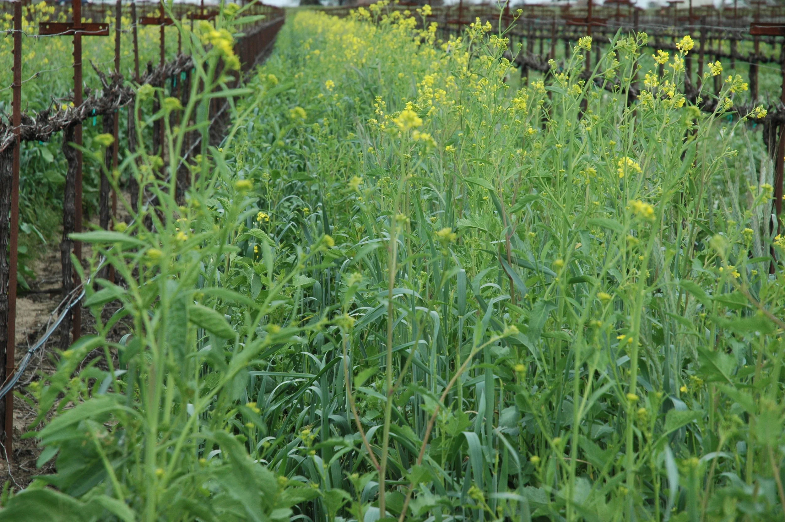 Cover Crops — Baglietto Seeds