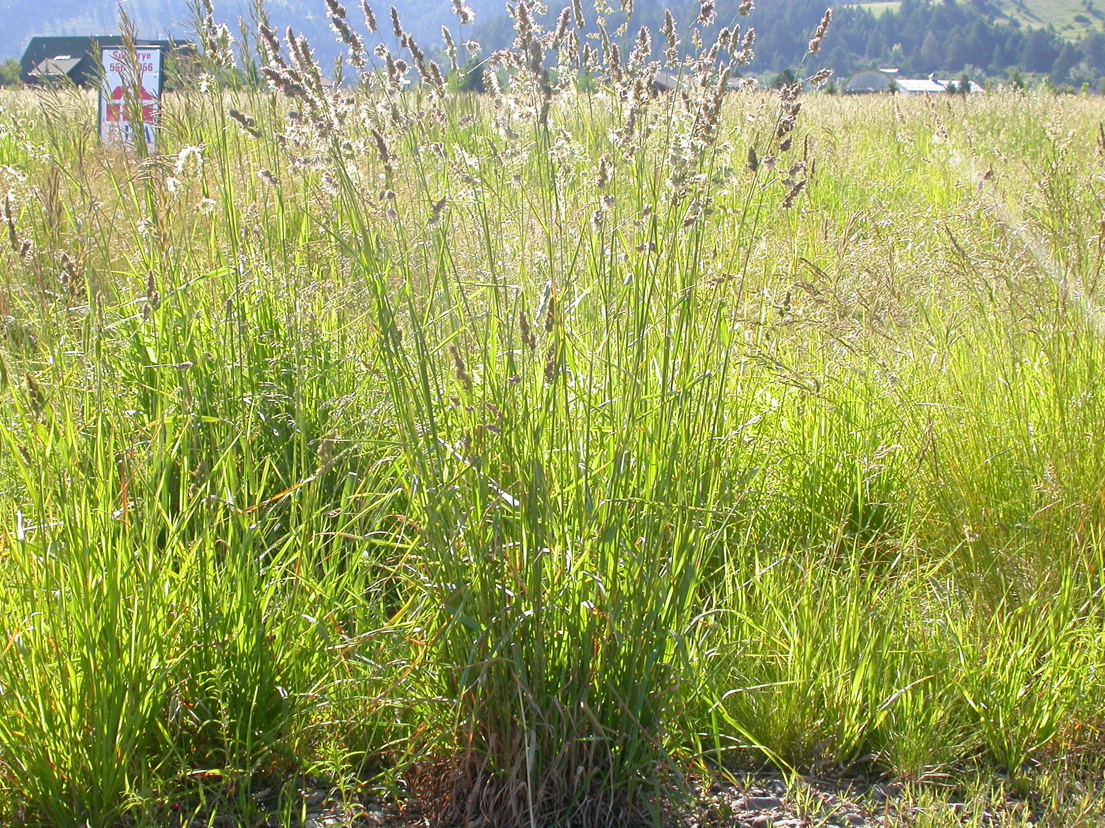 Tekapo Orchardgrass — Baglietto Seeds
