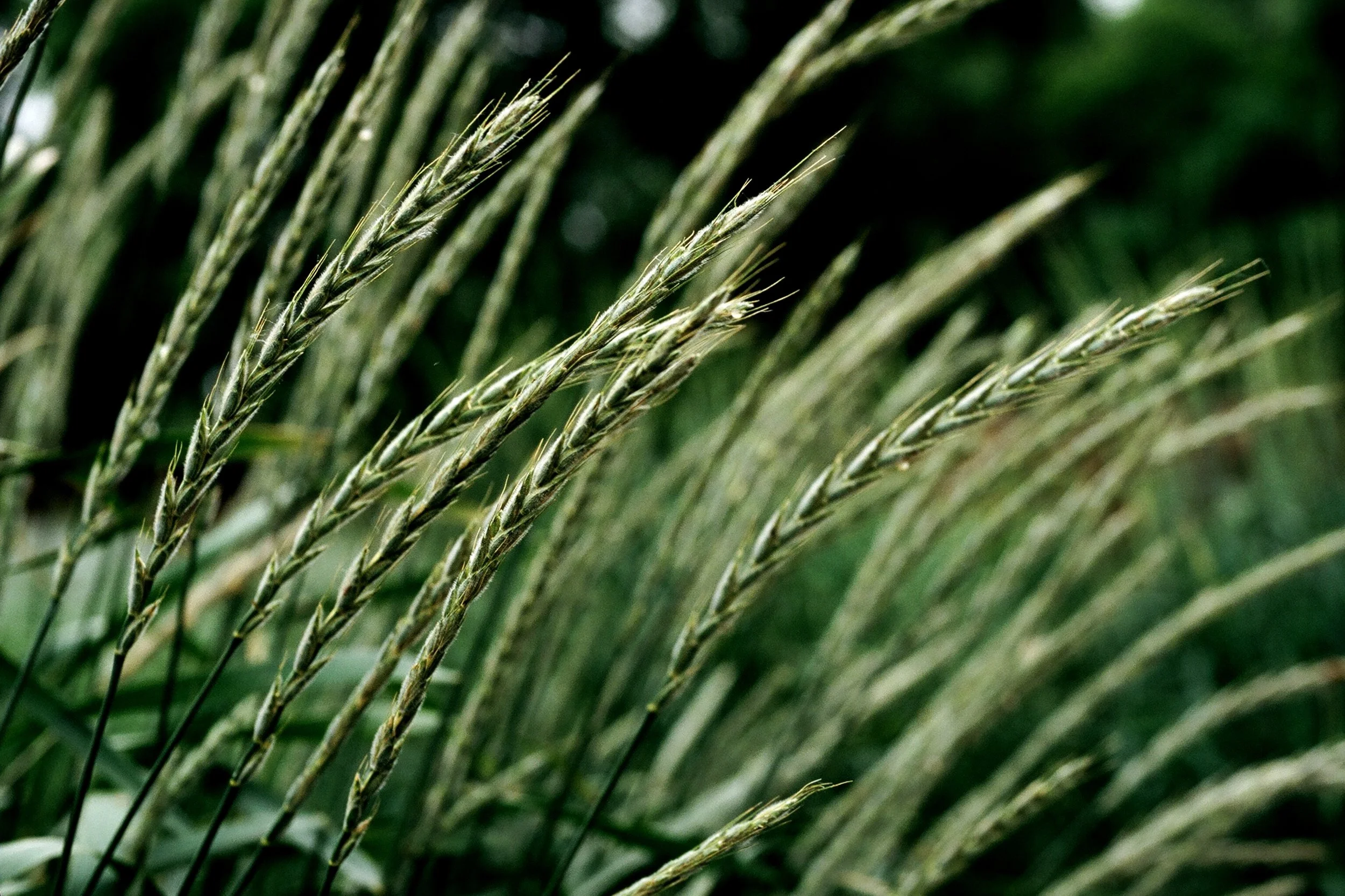 perennial rye safe.JPG