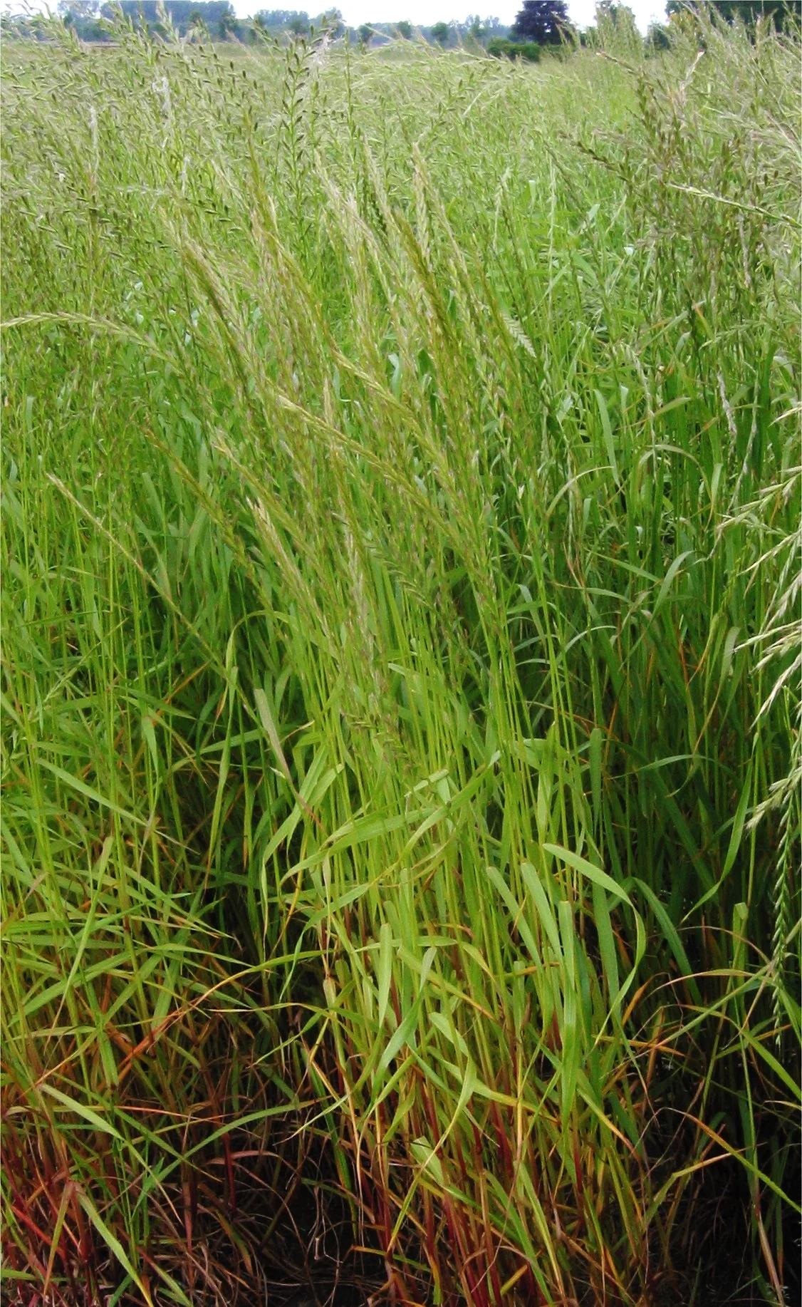 annual rye safe.jpg
