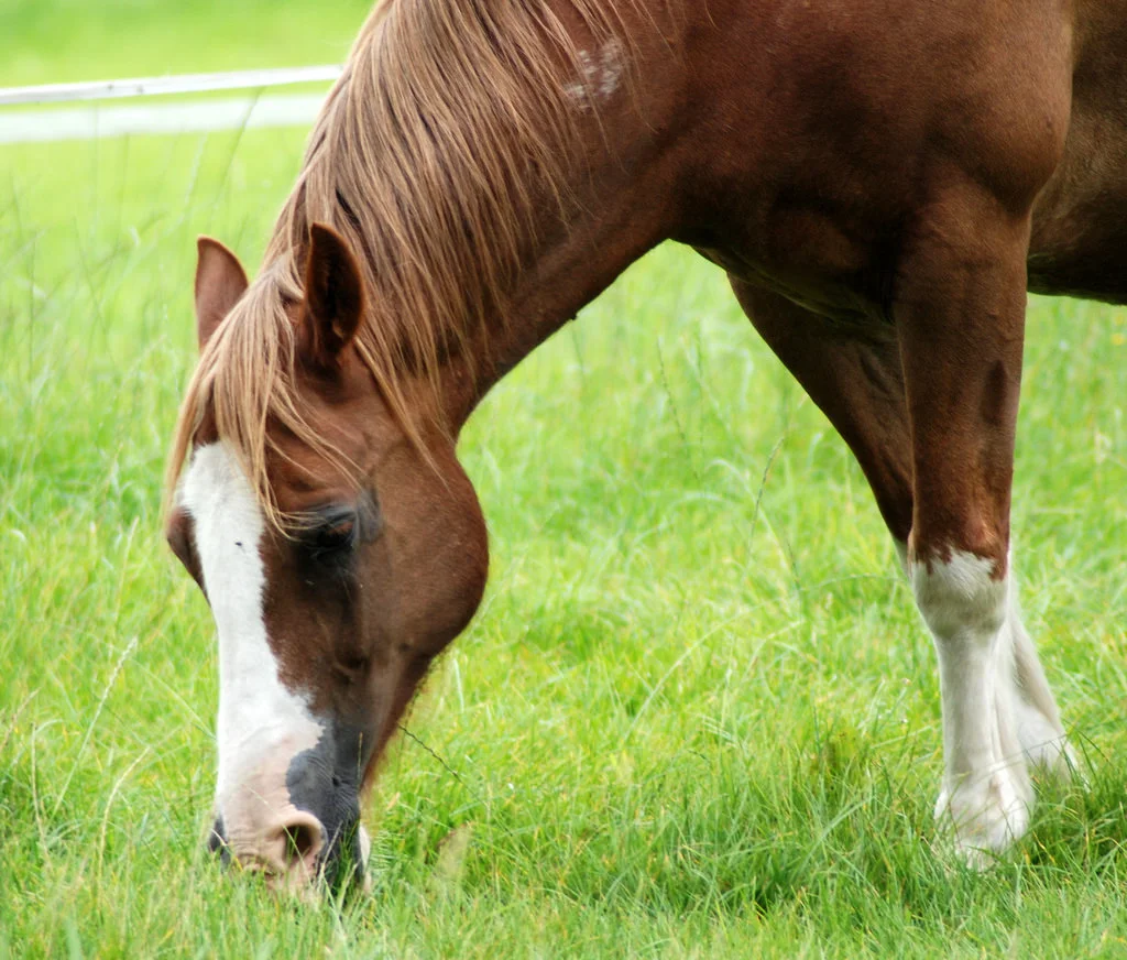 all grass safe.jpg