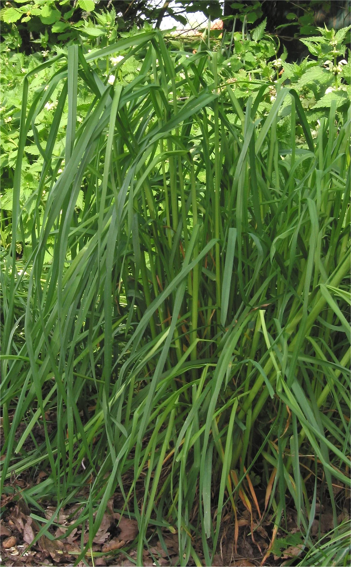 Potomac Orchardgrass