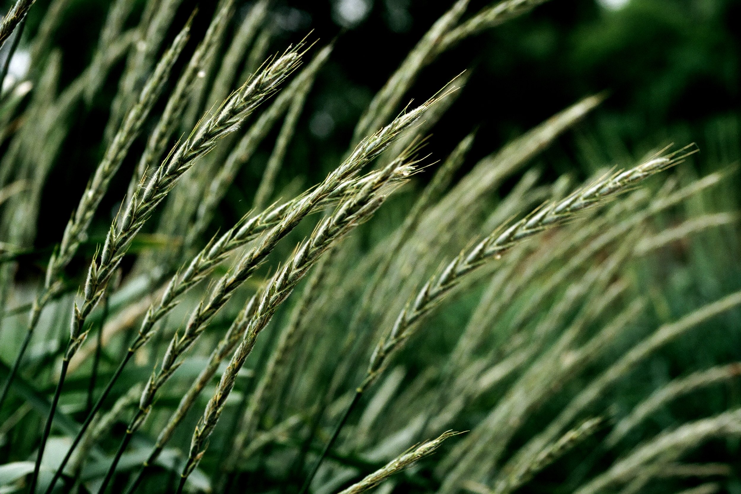 Perennial Rye