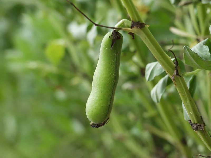 Faba Beans