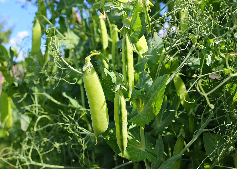 Forage Peas