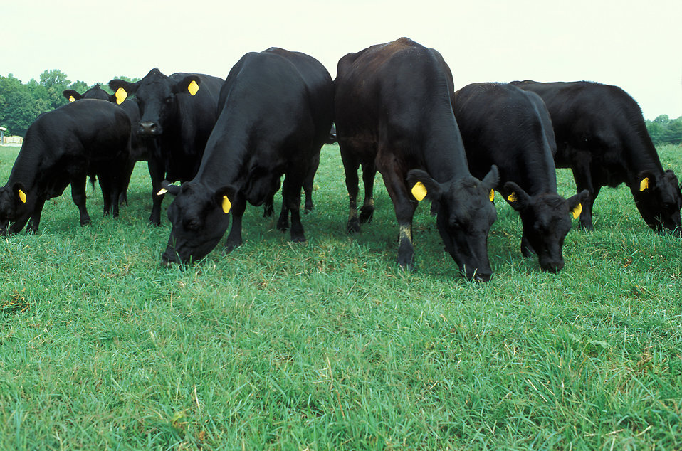747 Cattle Mix