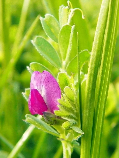 Common Vetch