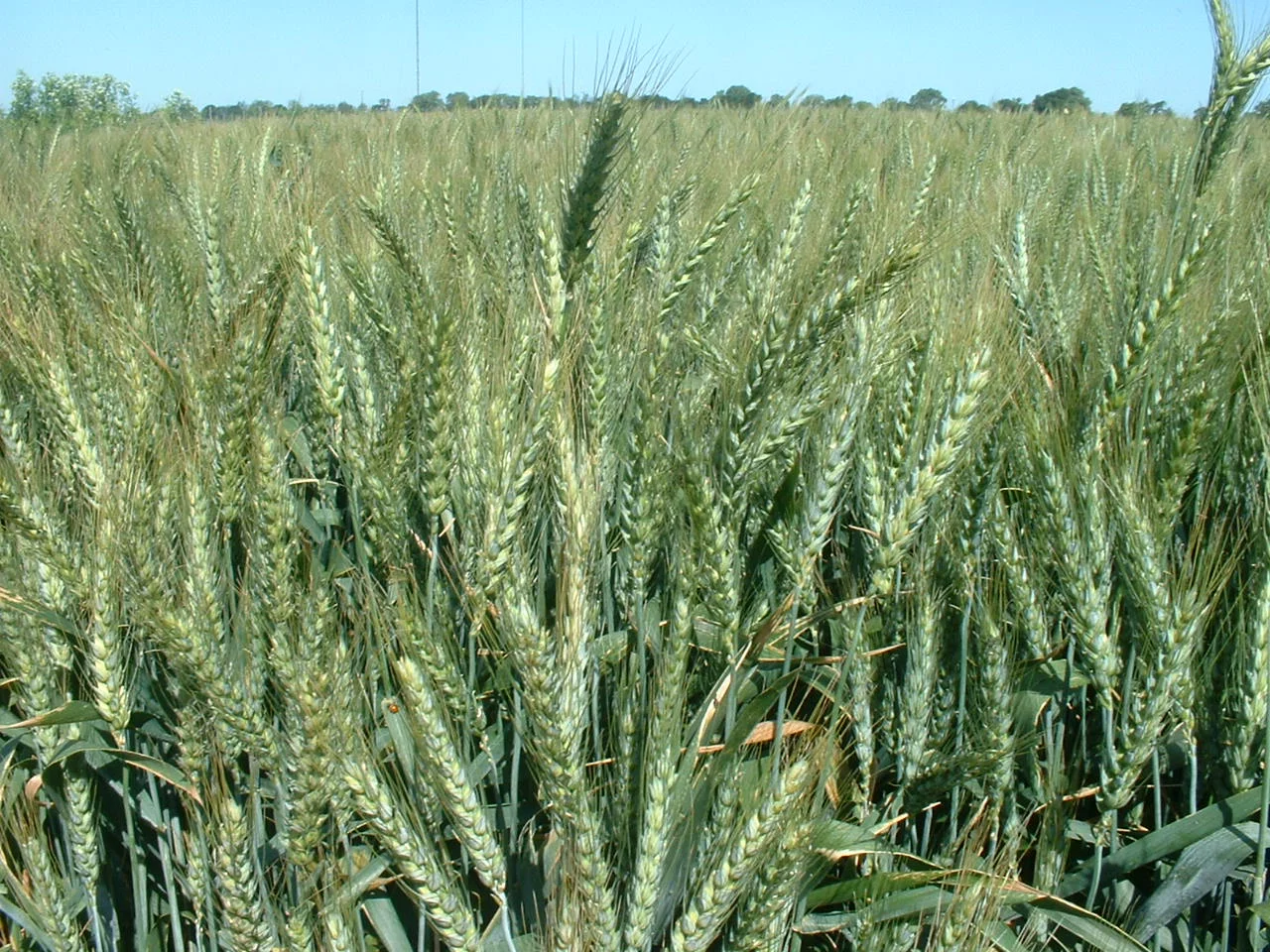 Otis Wheat