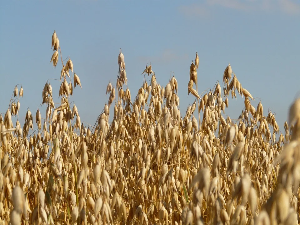 Swan Oats