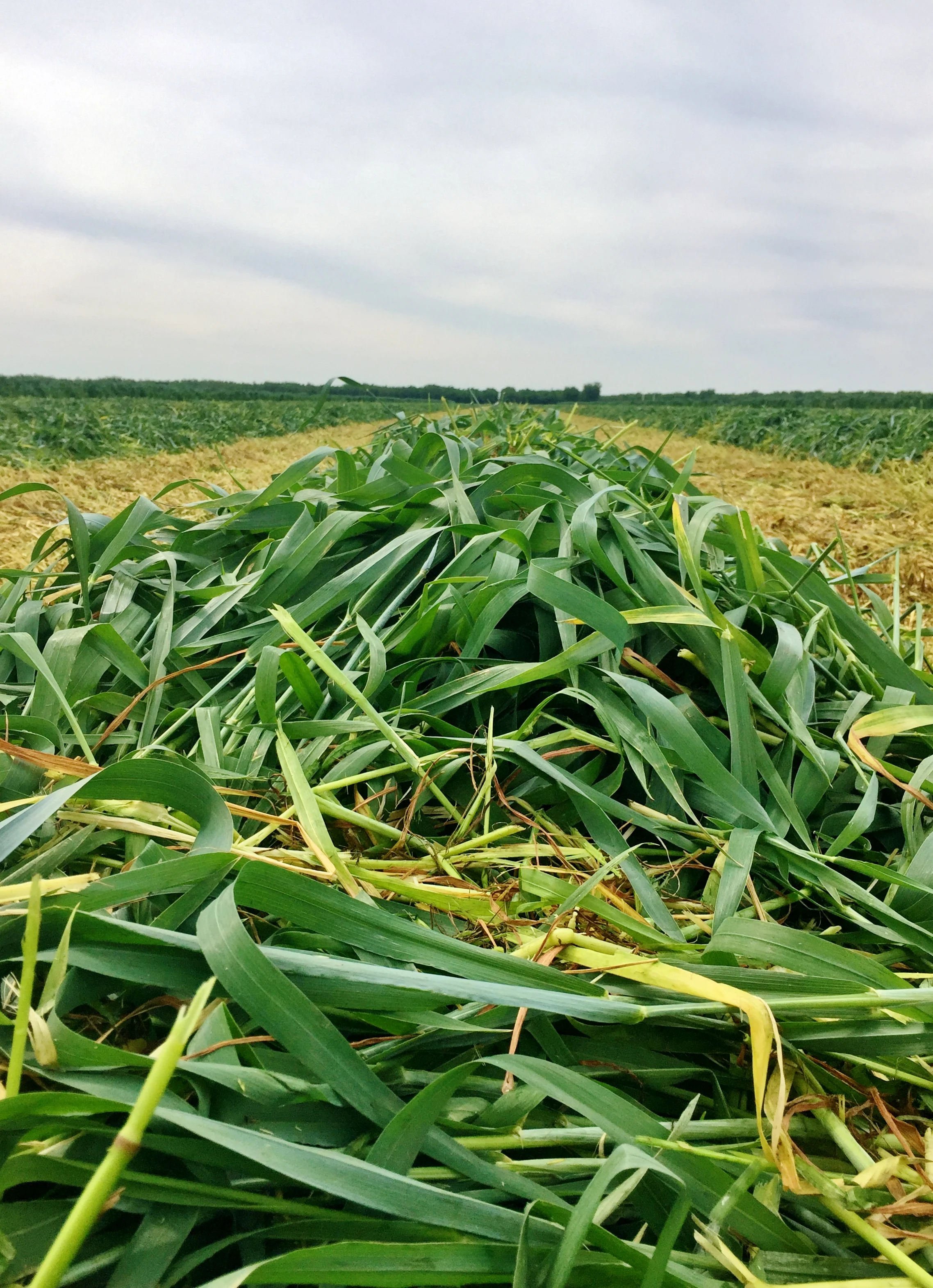 jpg_2018-07-16_17-07-14_3.jpg