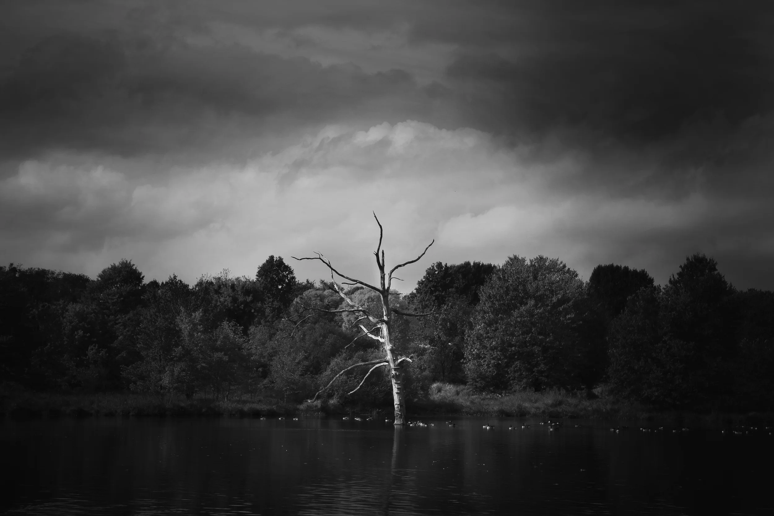 Old Tree Art Califon NJ
