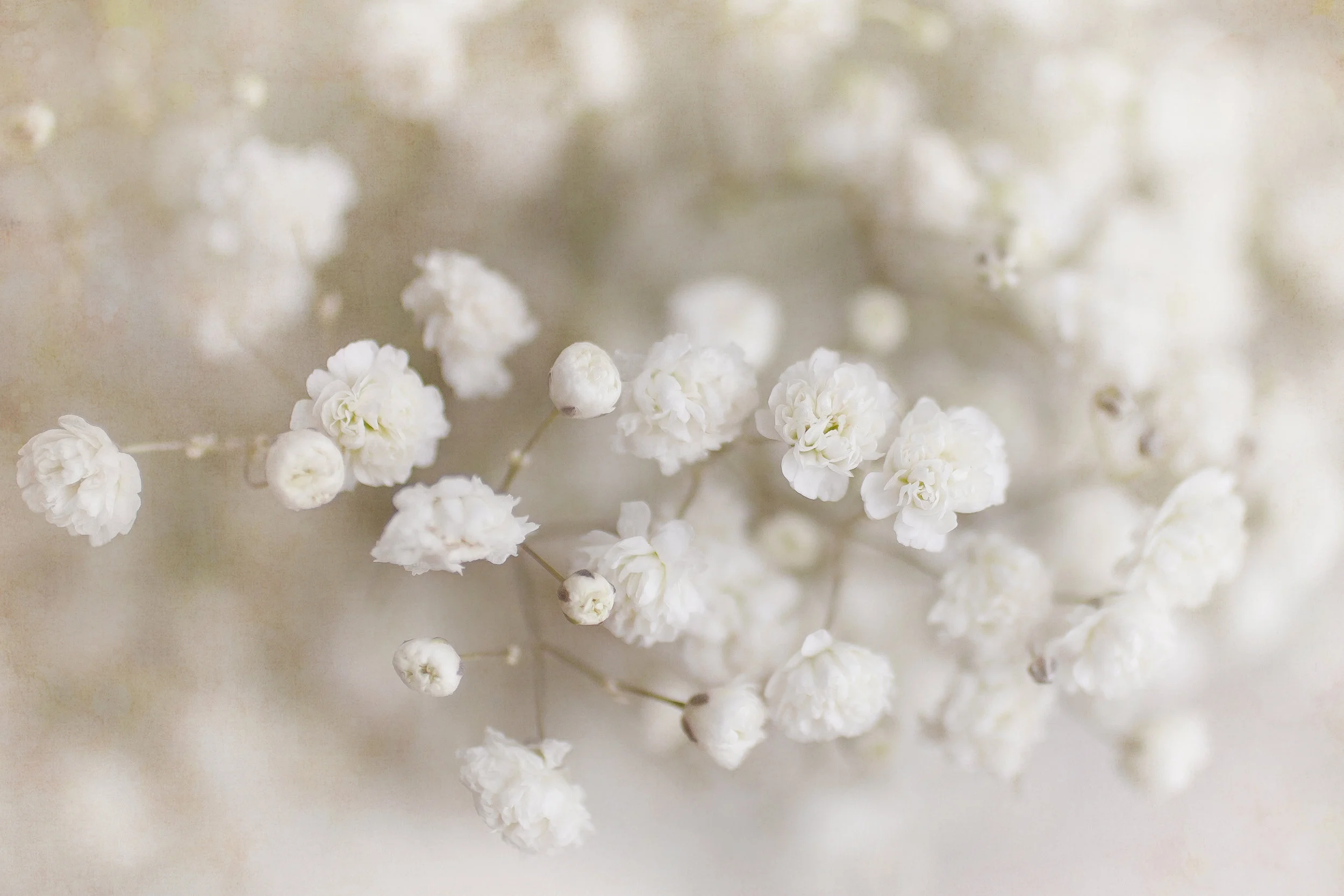 White Baby's Breath