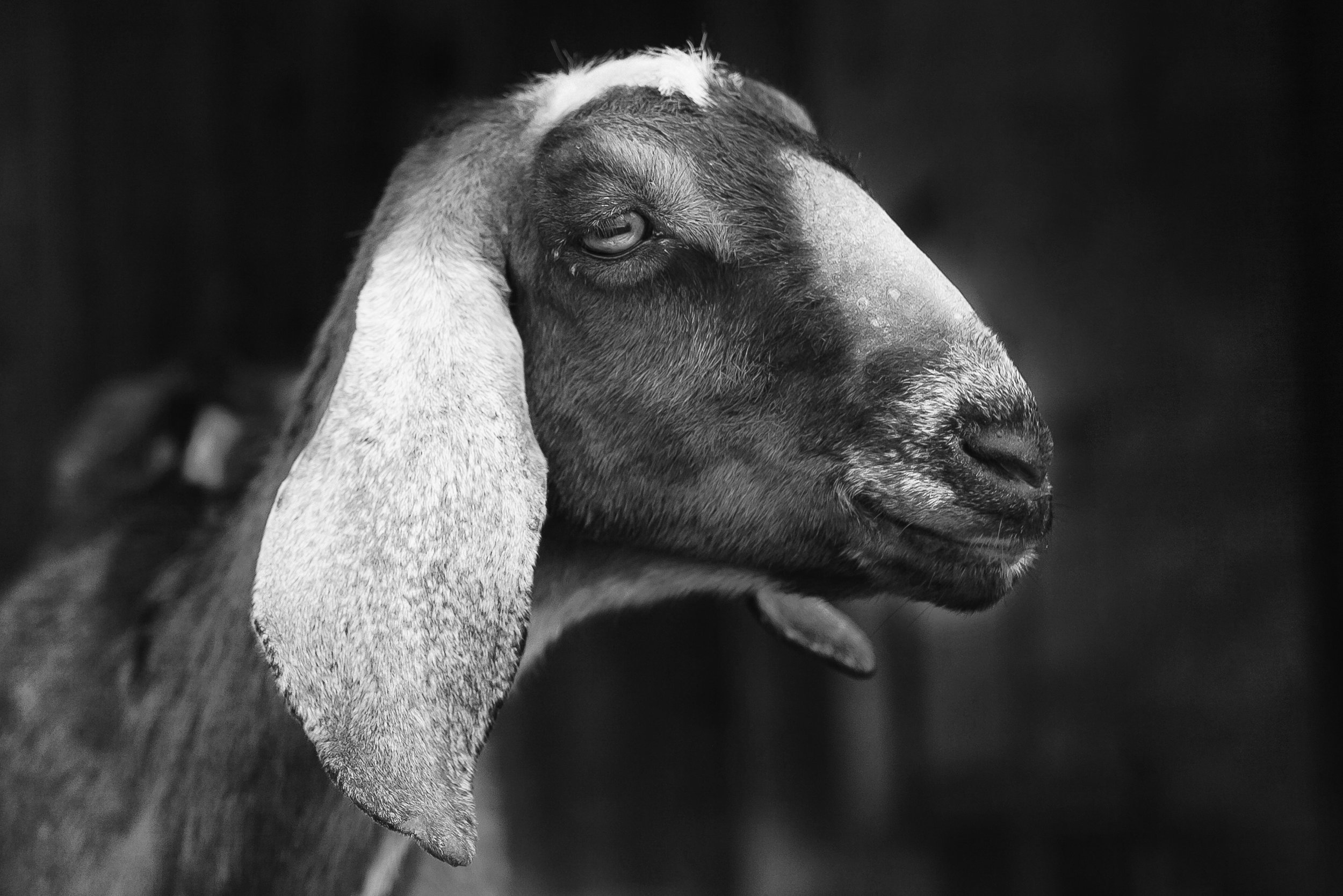 IMG_6178bw.jpg