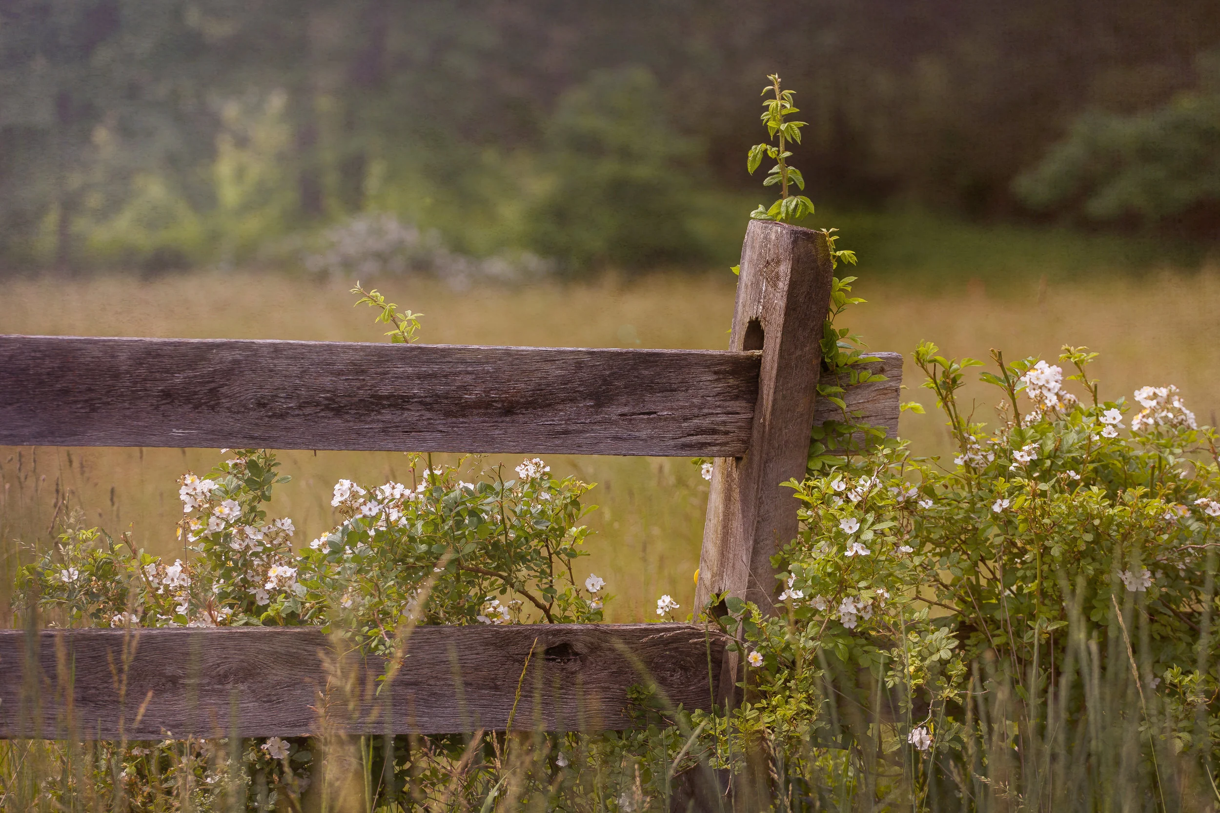 rustic country photography