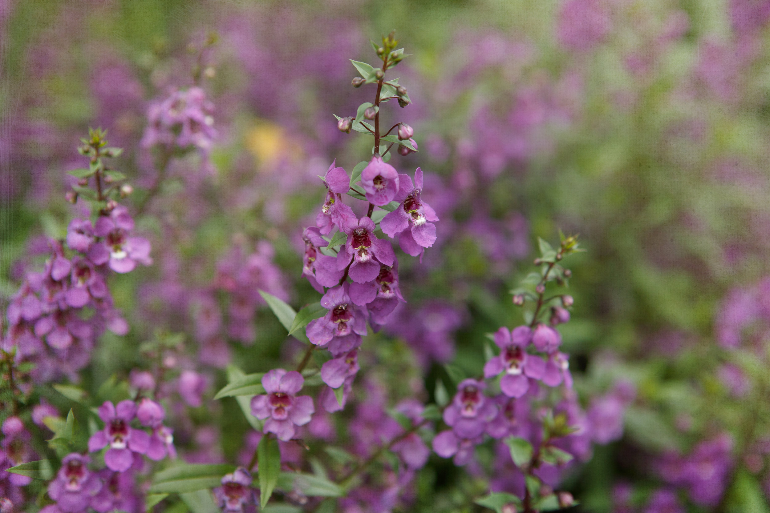 Violet flower art
