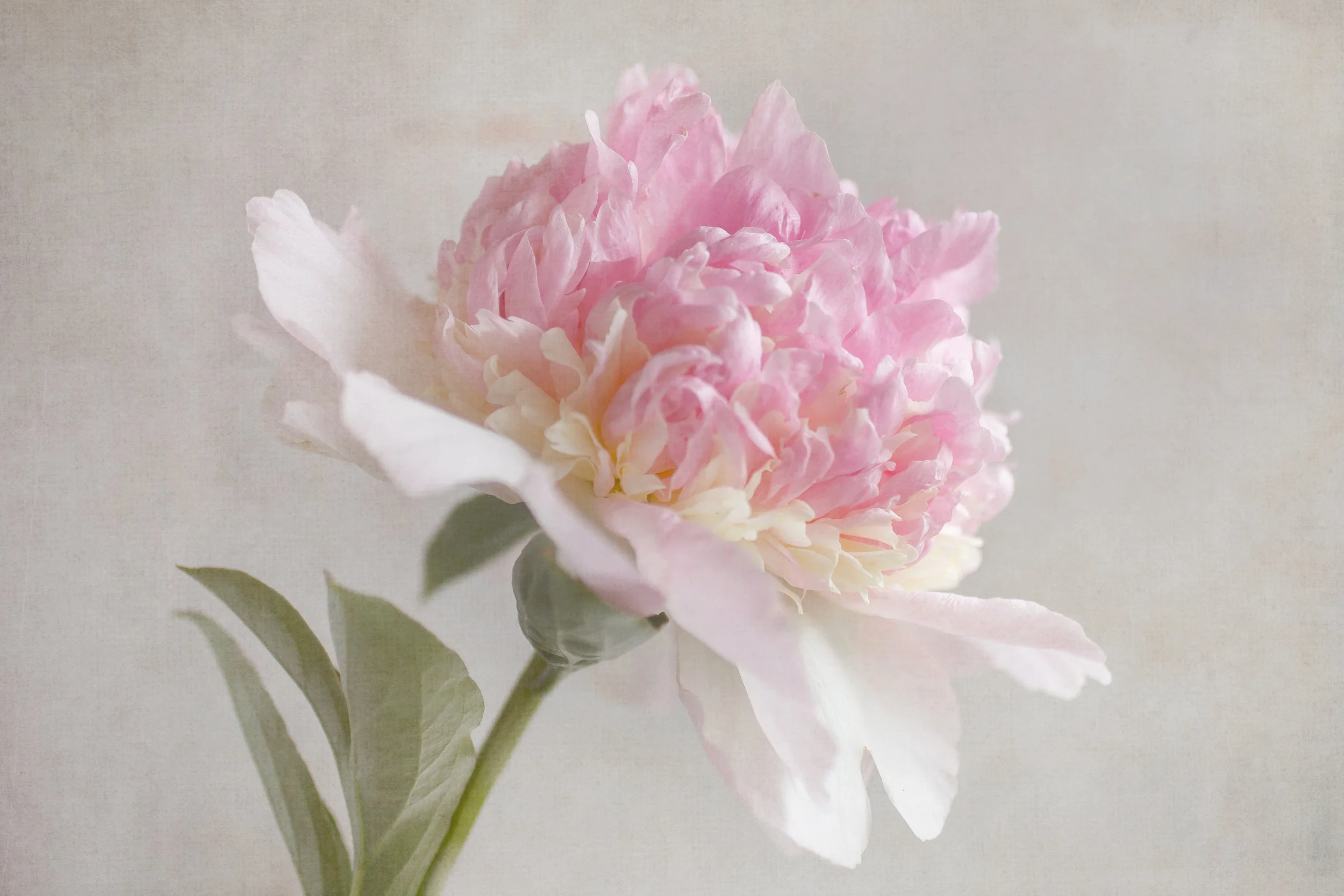 Pink peony photo