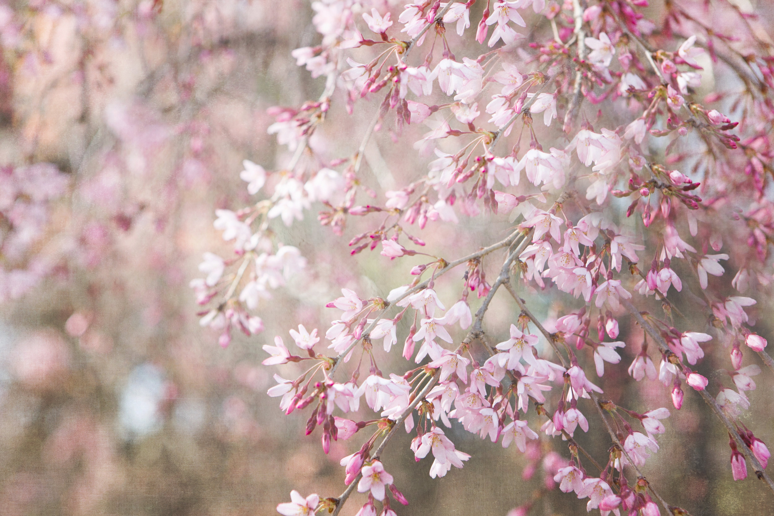 Light pink spring flower art