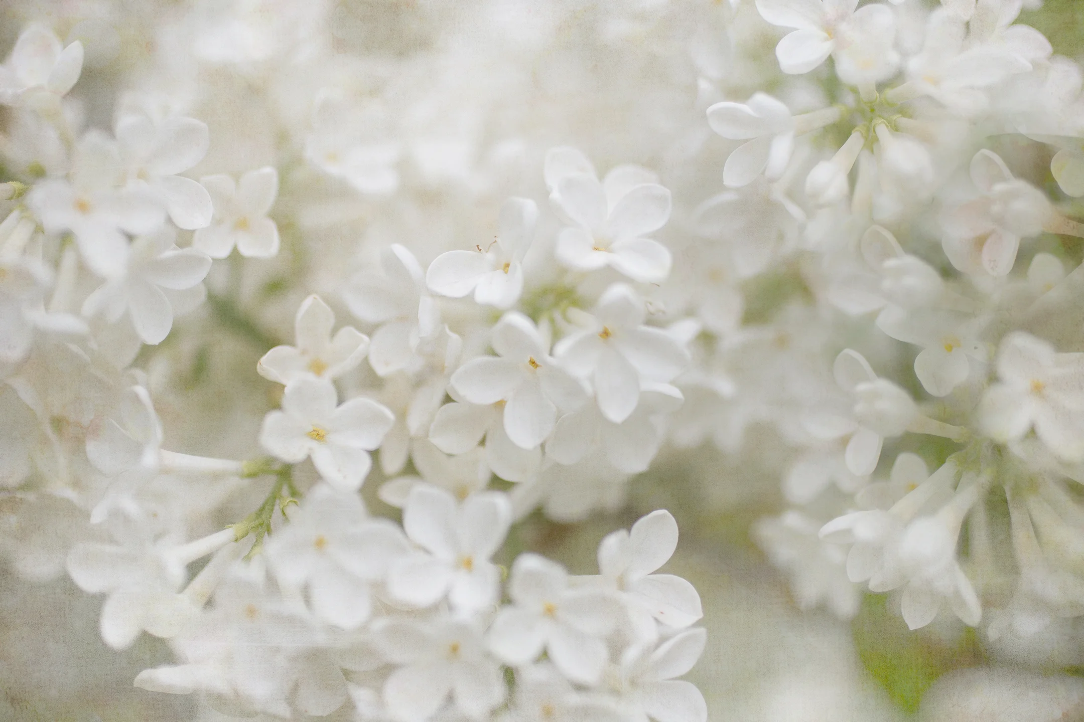 White shabby chic floral art