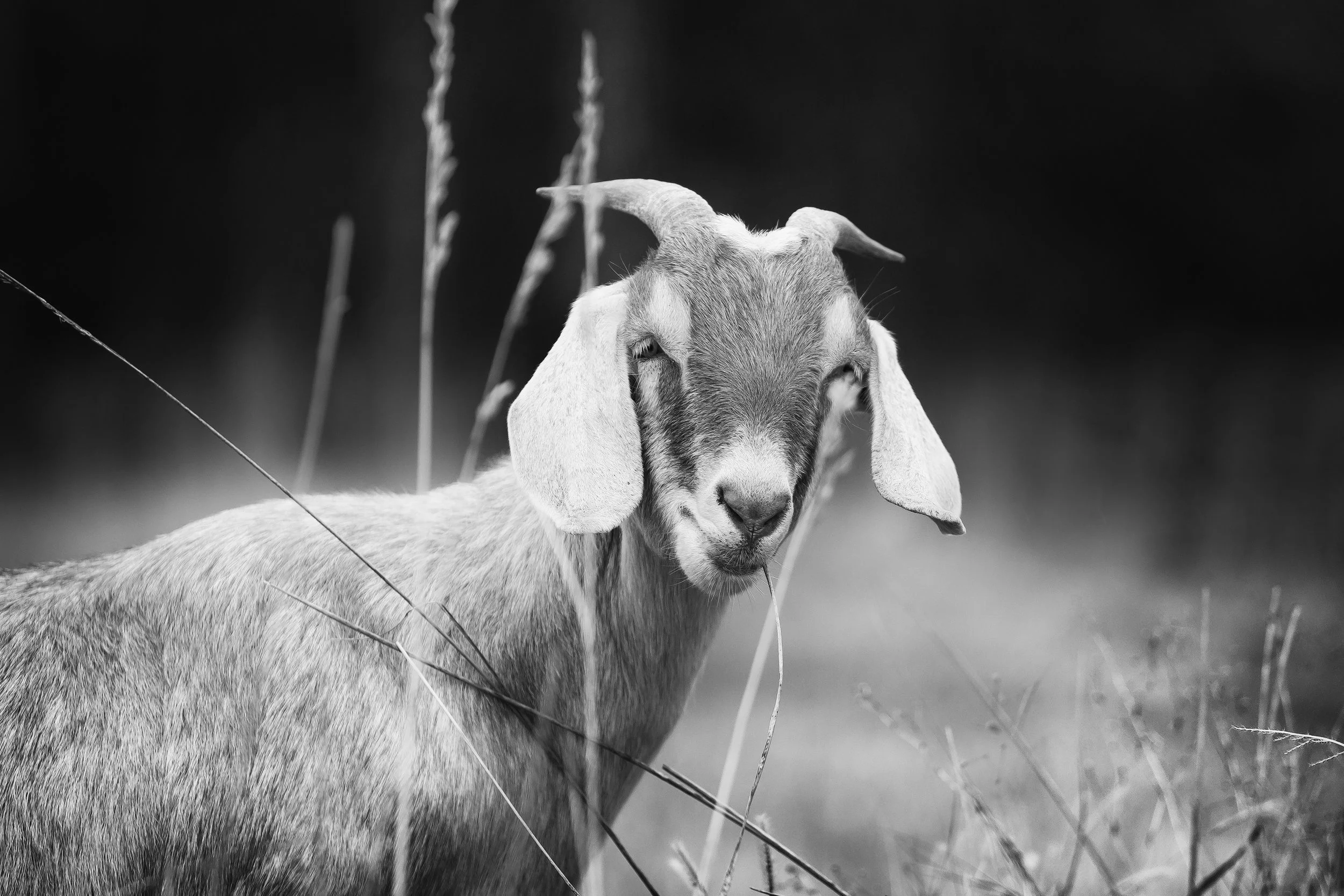 The Hungry Hungry Goat