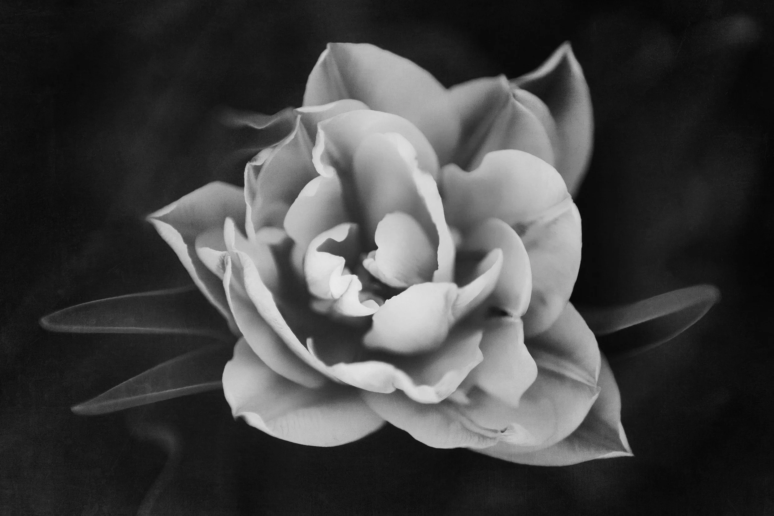 IMG_6866bw.jpg