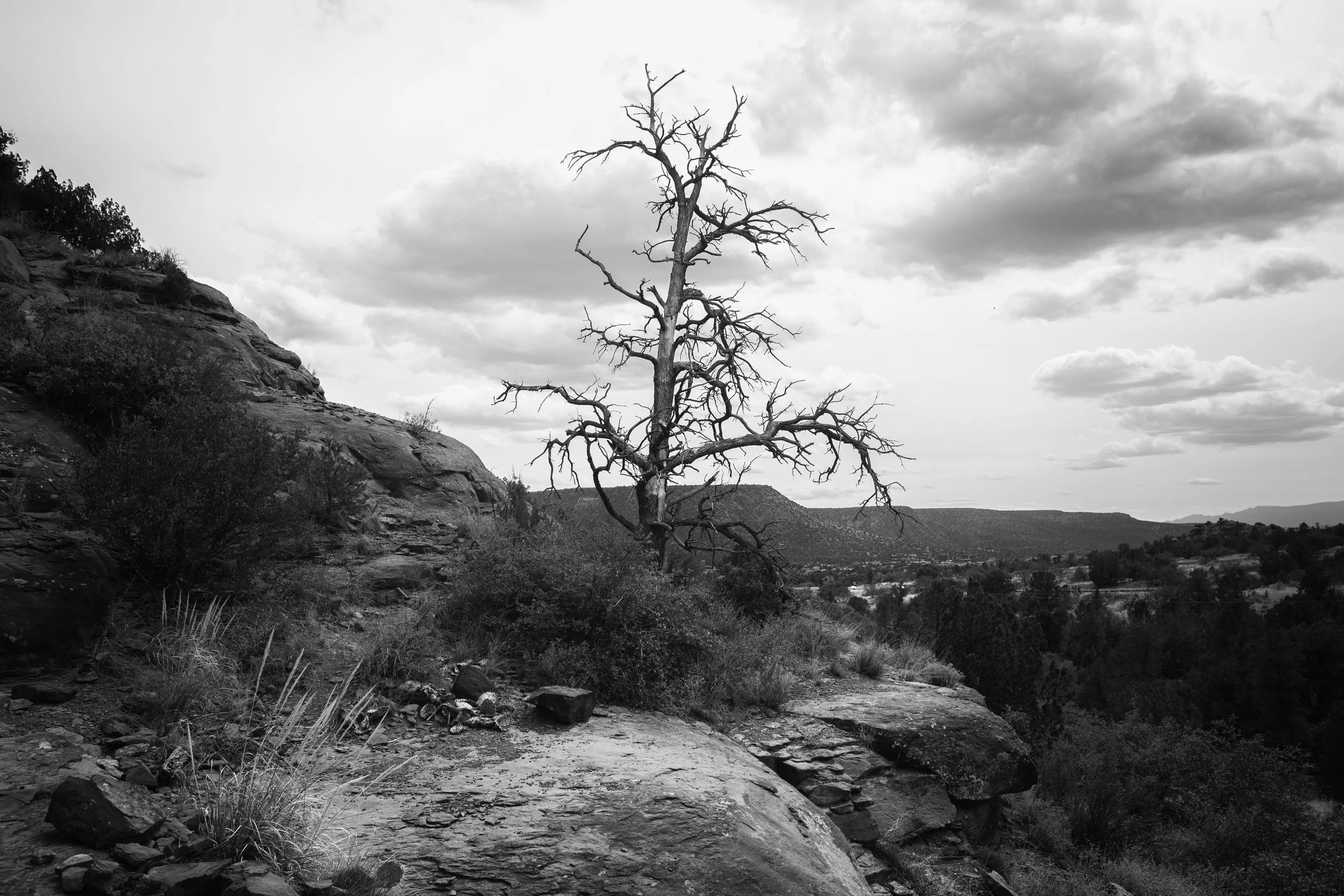 The Lonely Tree
