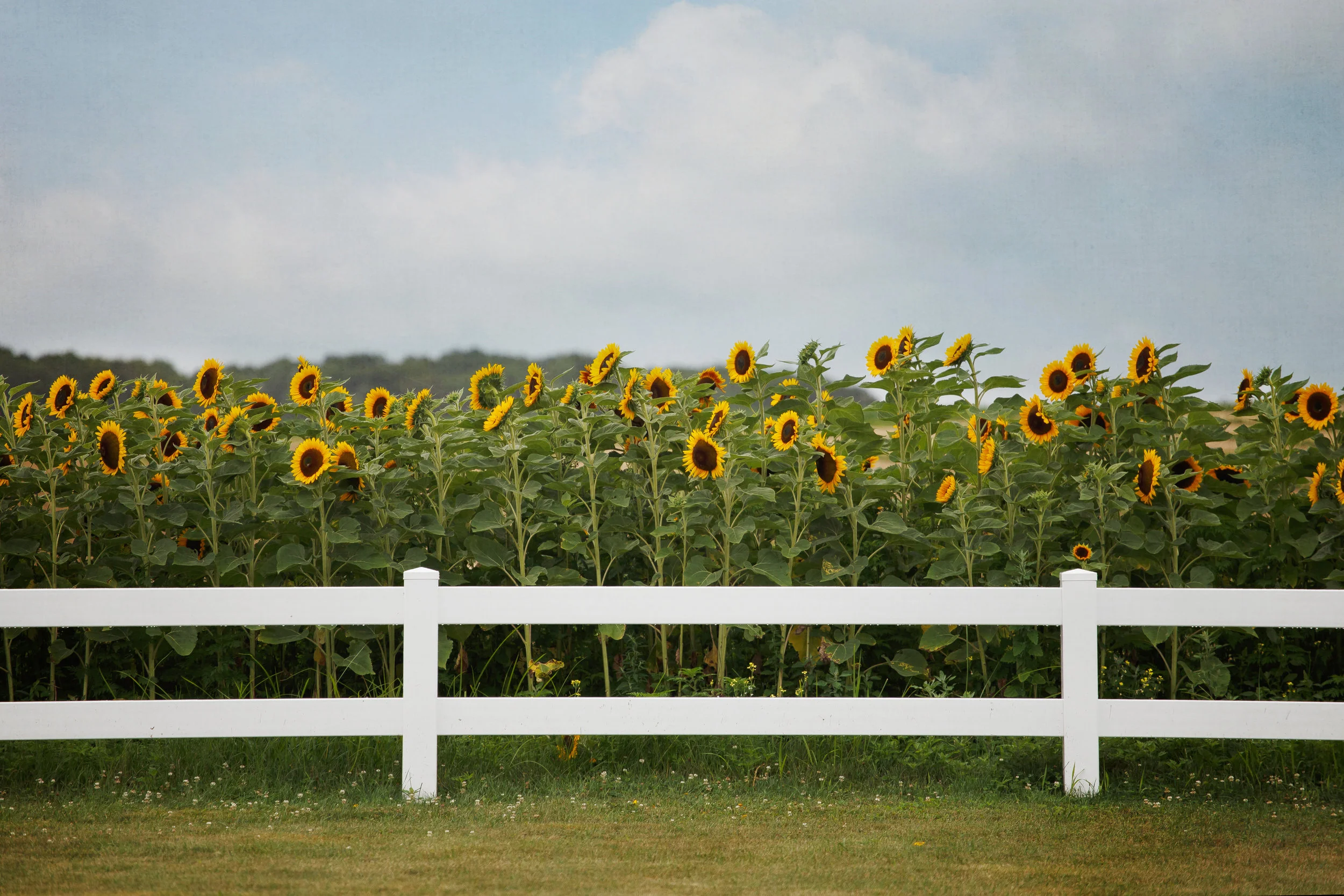 Sunflower wall art -- yellow farmhouse decor