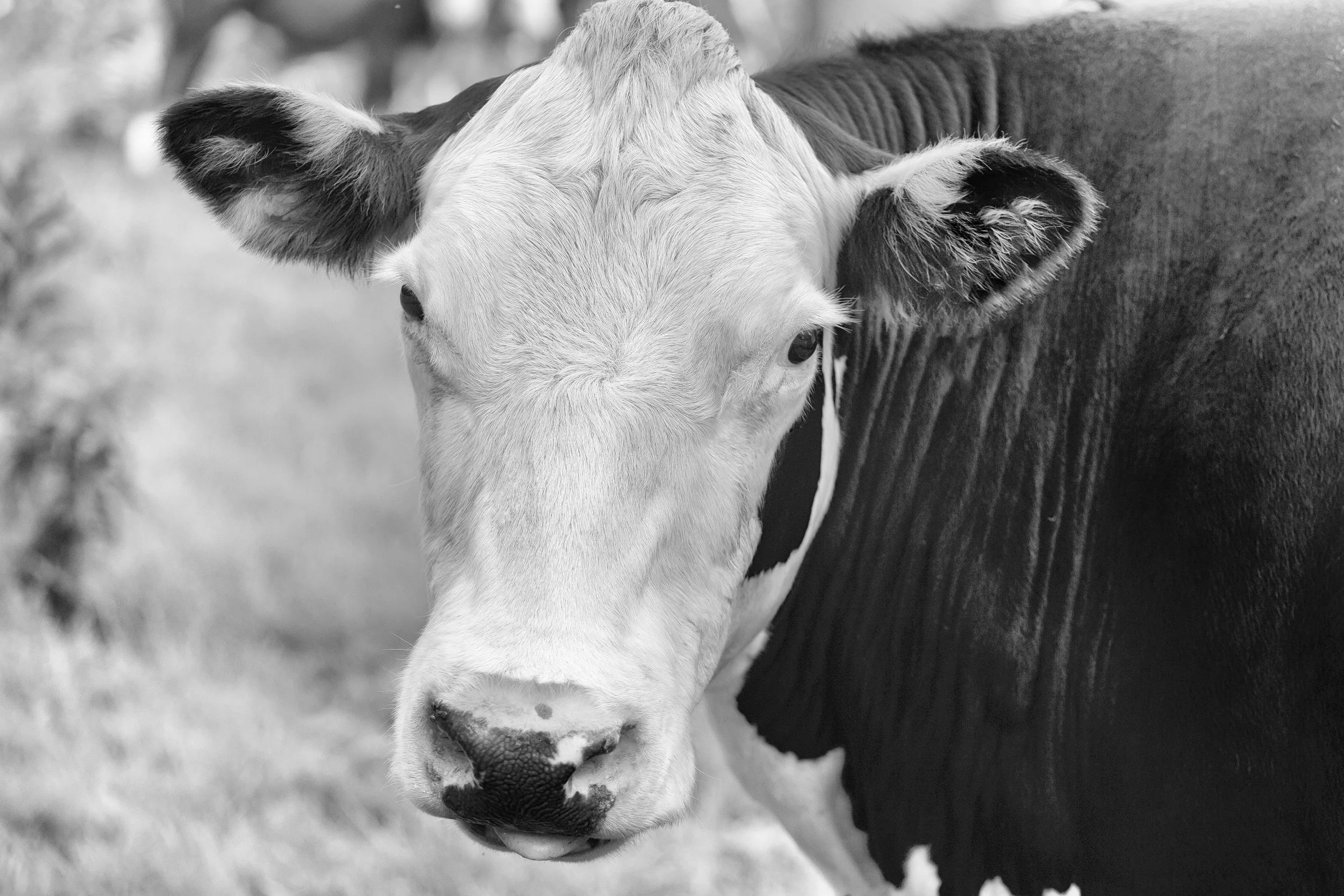 Animal Cow Print, Animal Art, Rustic Decor