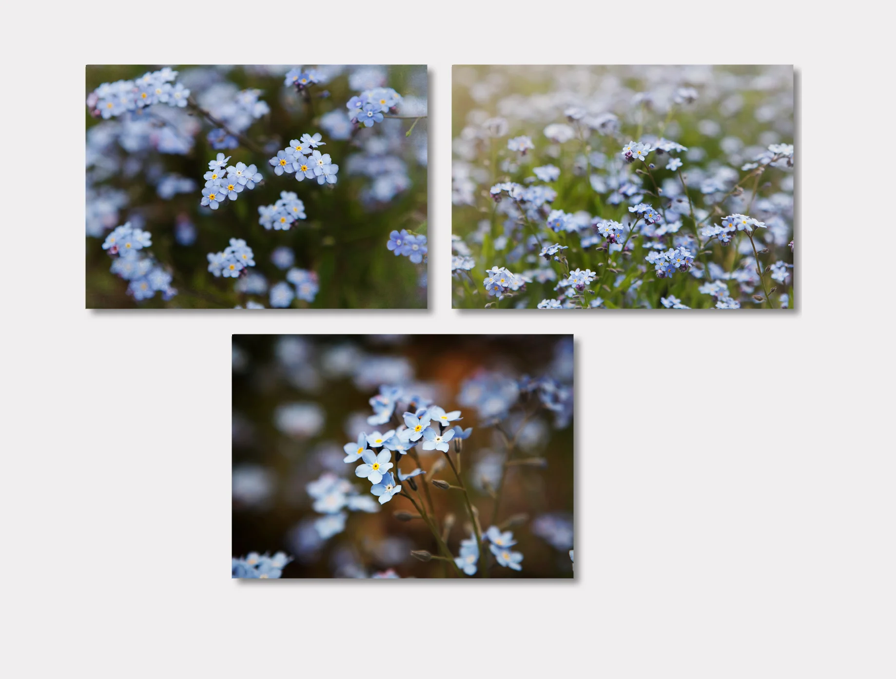 Set of 3 prints, Blue Flower Art, Blue Floral Decor