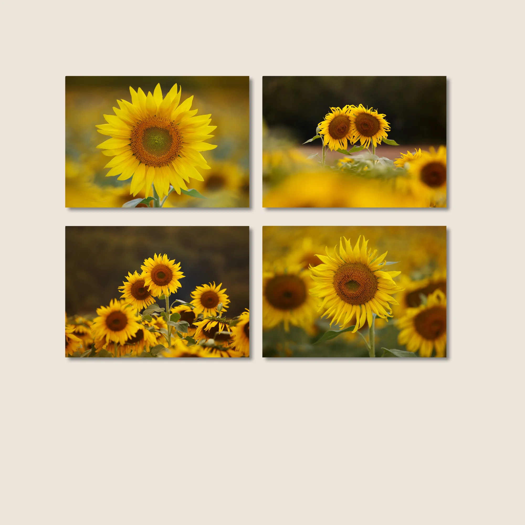 Love and Marriage -- Set of 4 Sunflower prints