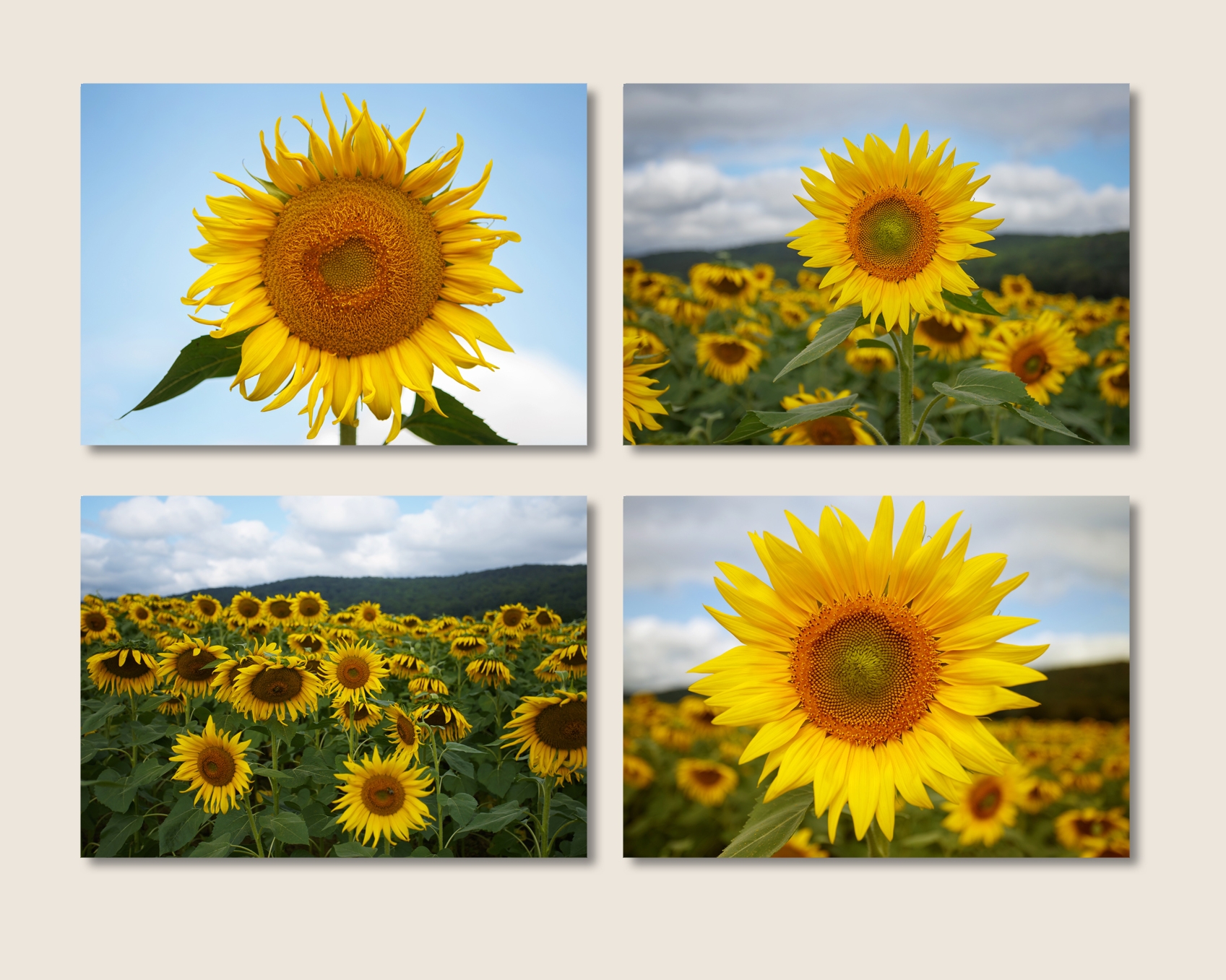 Sunflower photos, sunflower home decor, yellow and blue art