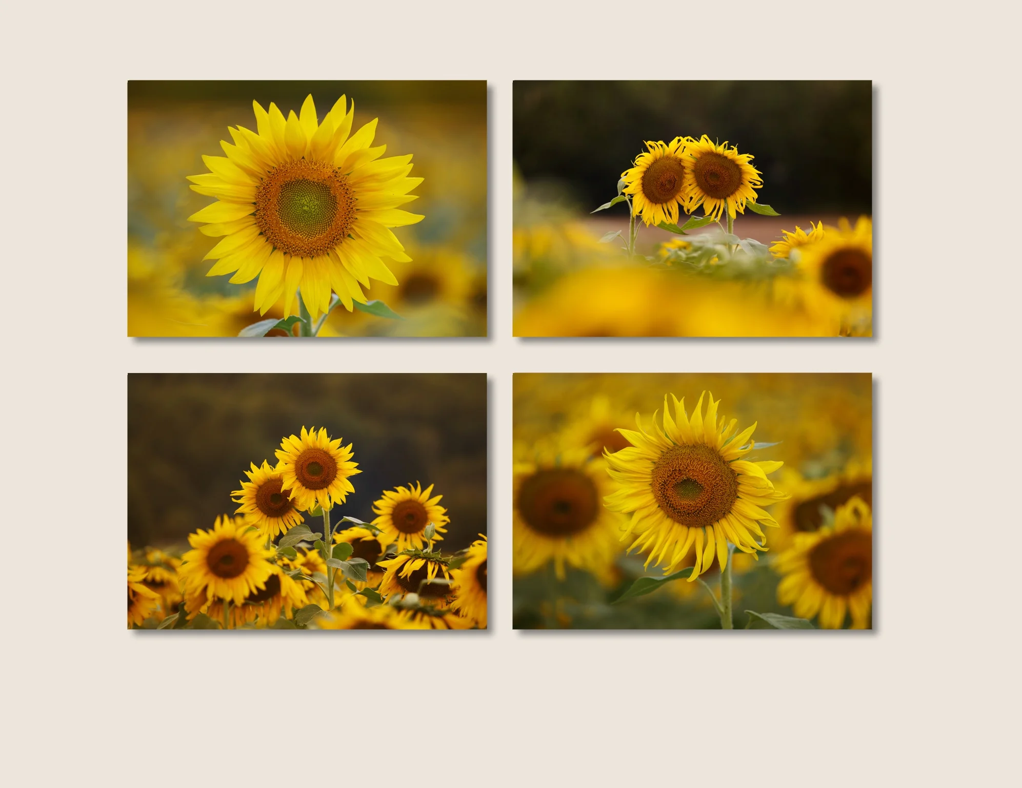 Sunflower Art, Set of 4 Sunflower Prints