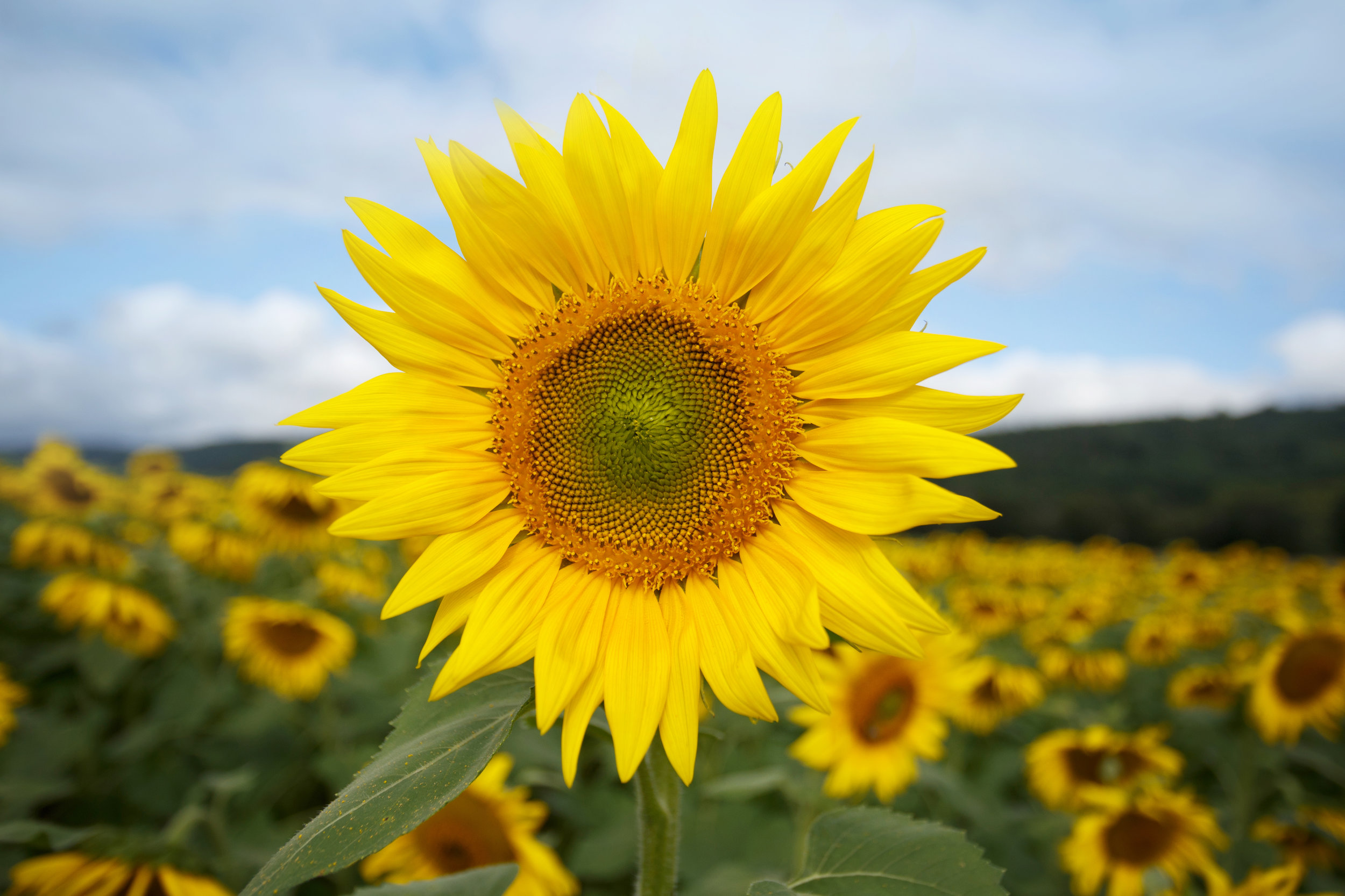 Sunflower photo art, sunflower decor for your rustic home