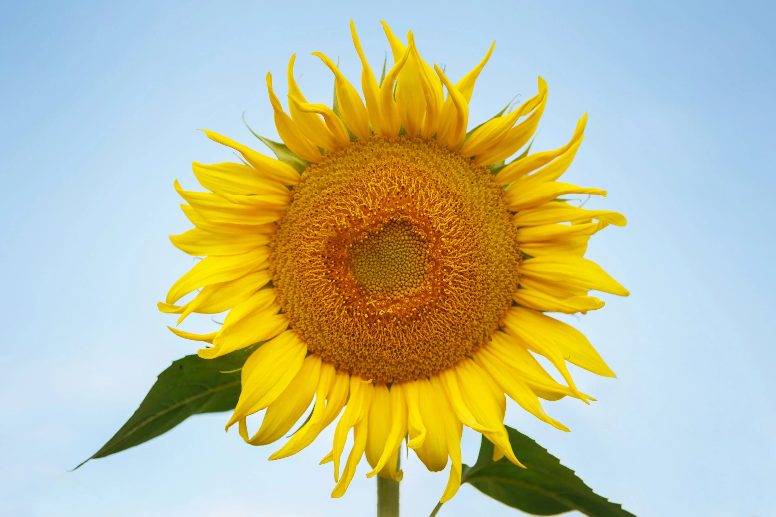 Sunflower art, sunflower prints for your wall