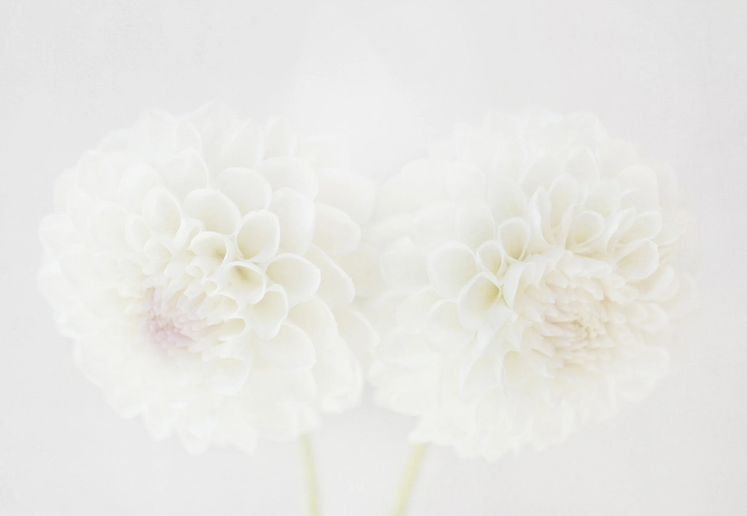 White floral art