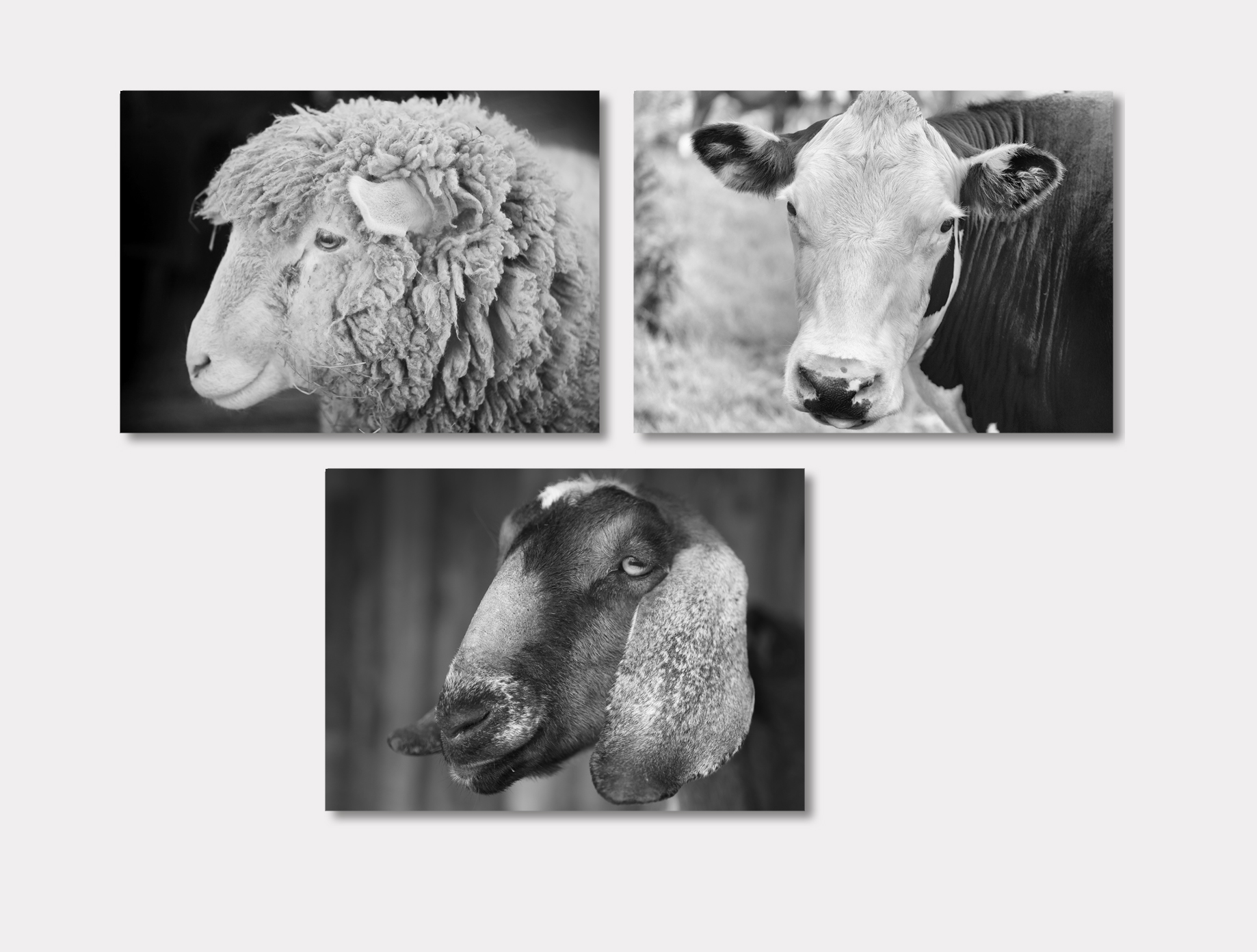 Set of 3 prints - farm animals