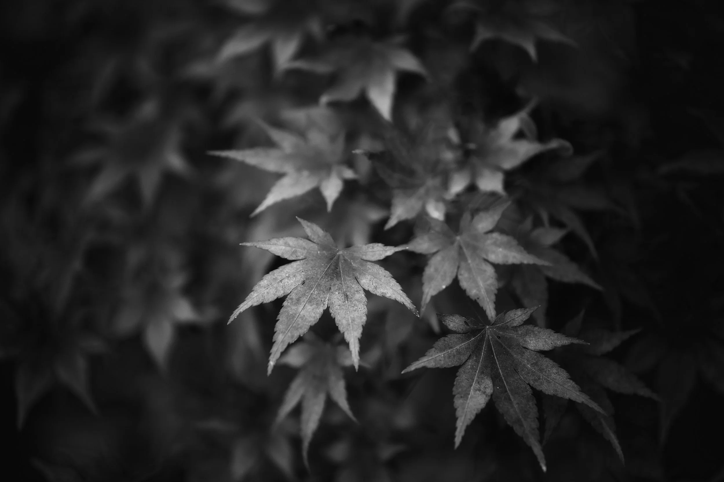 IMG_3544bw.jpg