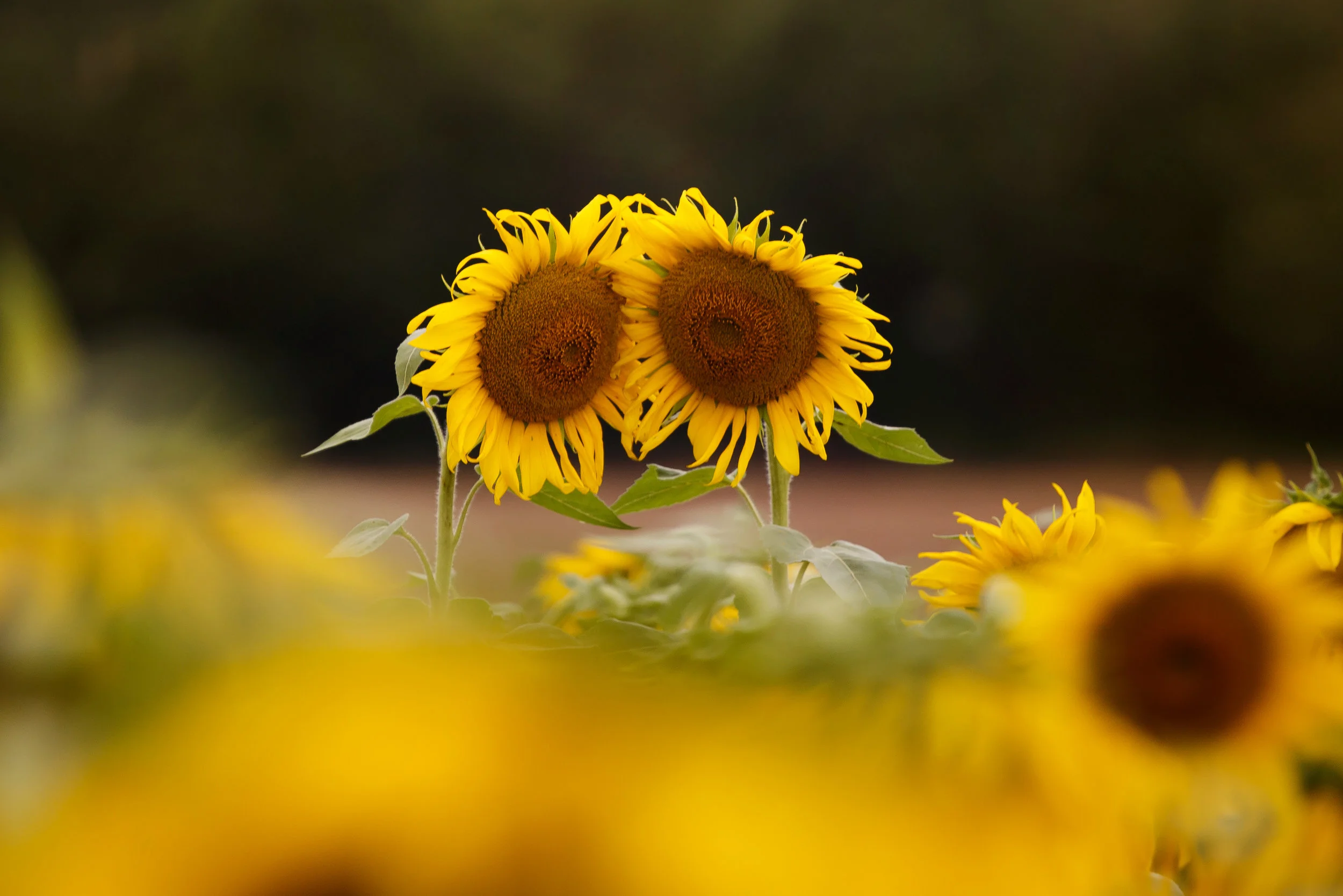 Sunflower prints, sunflower art for your home