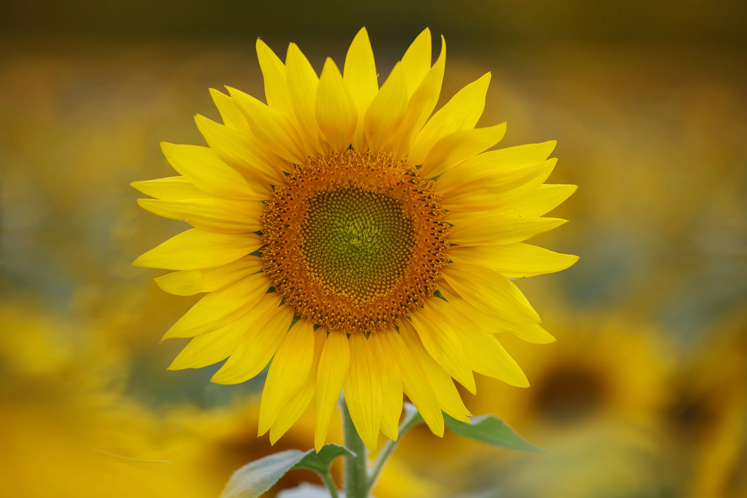 Rustic sunflower photograph, yellow home decor