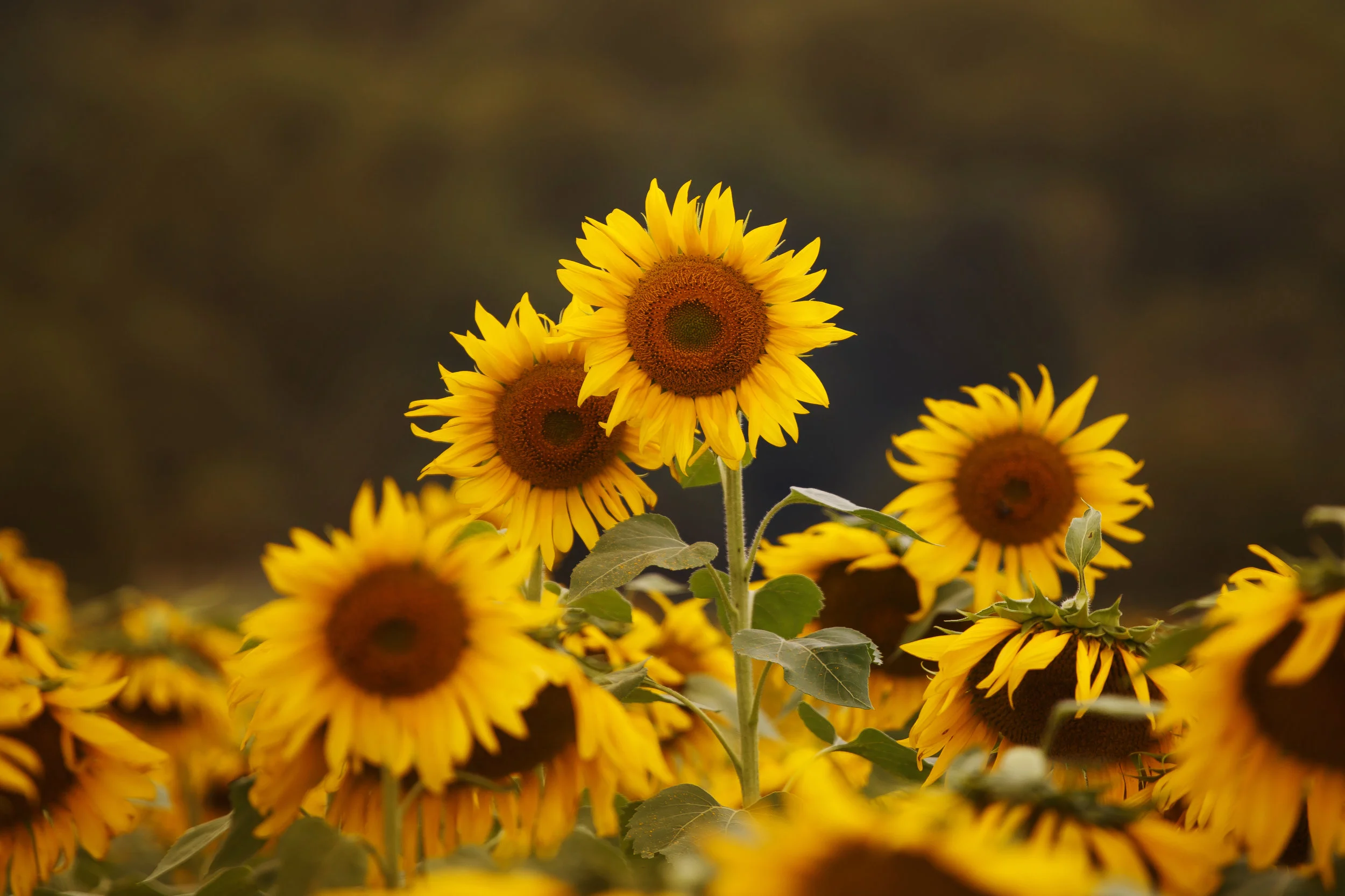 We Are Family - Sunflower Art Print