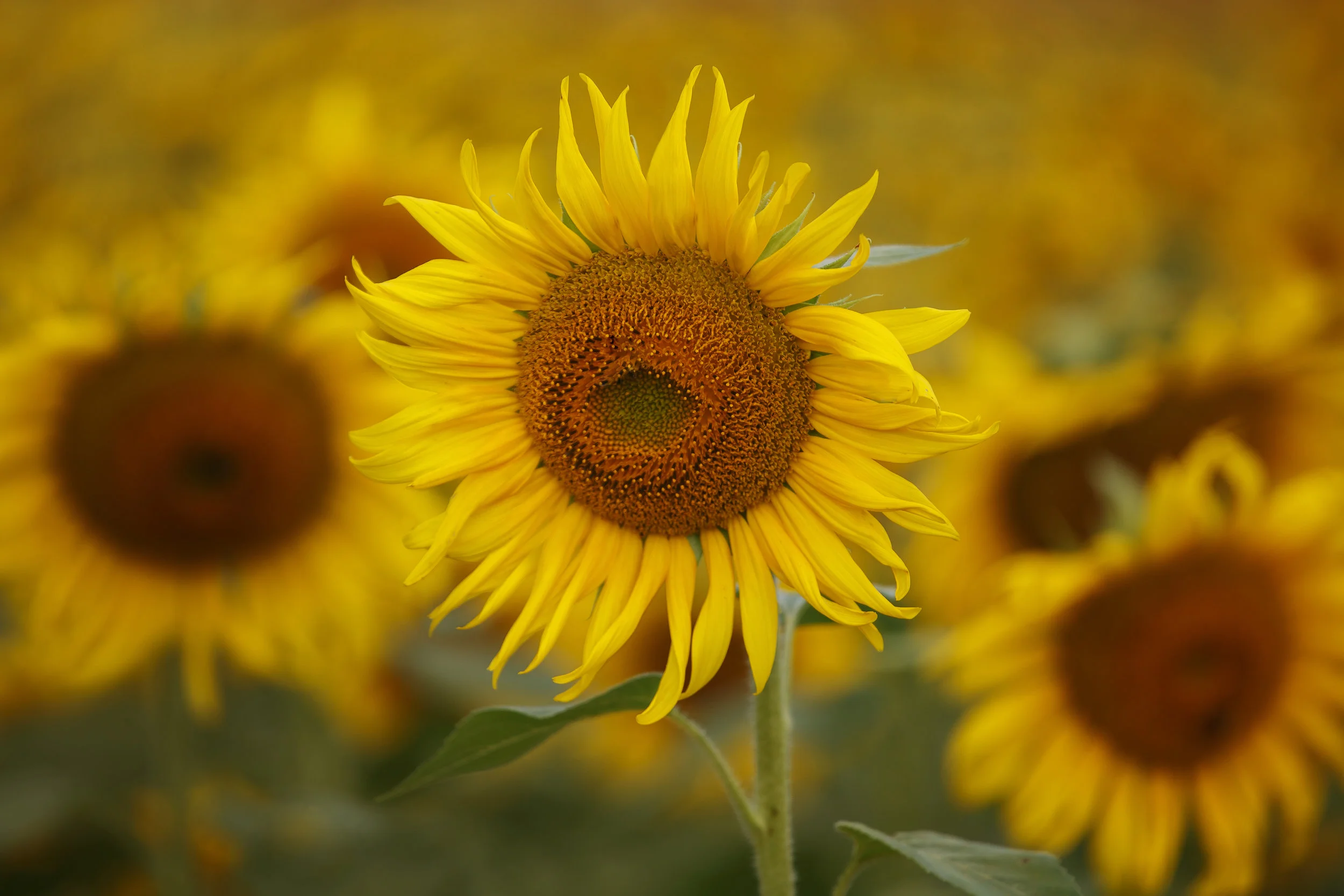 Sunflower prints, sunflower art for your home