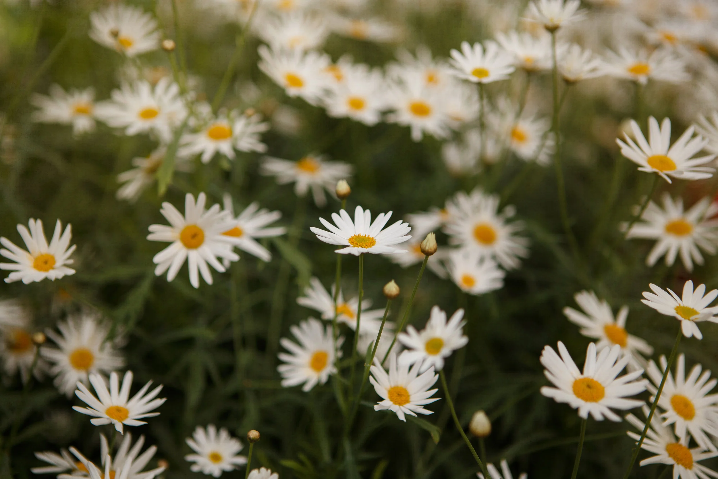 White Daisy