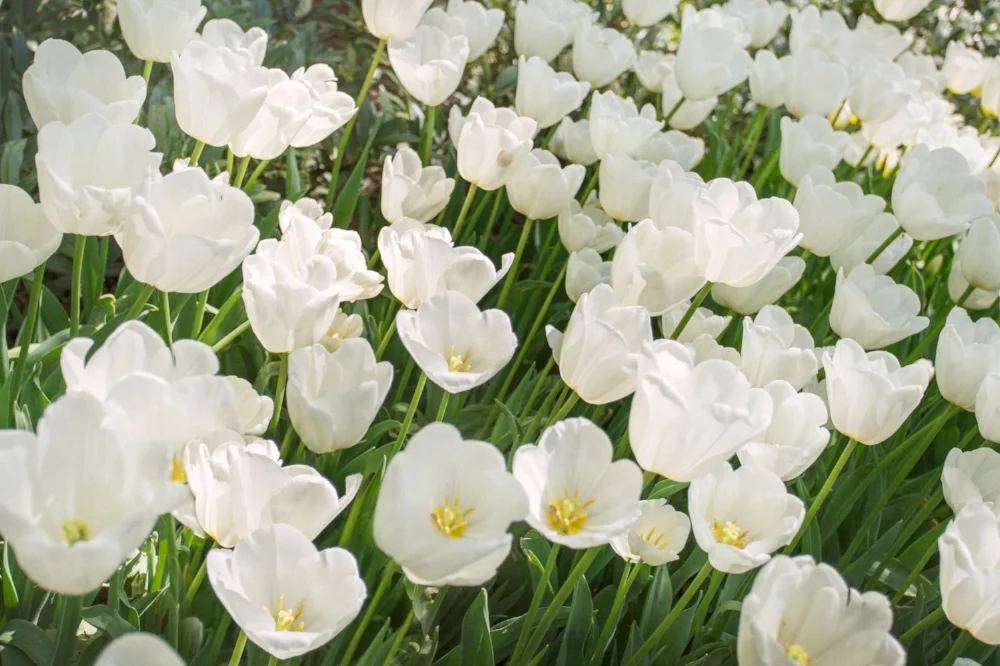 White Tulips in Spring