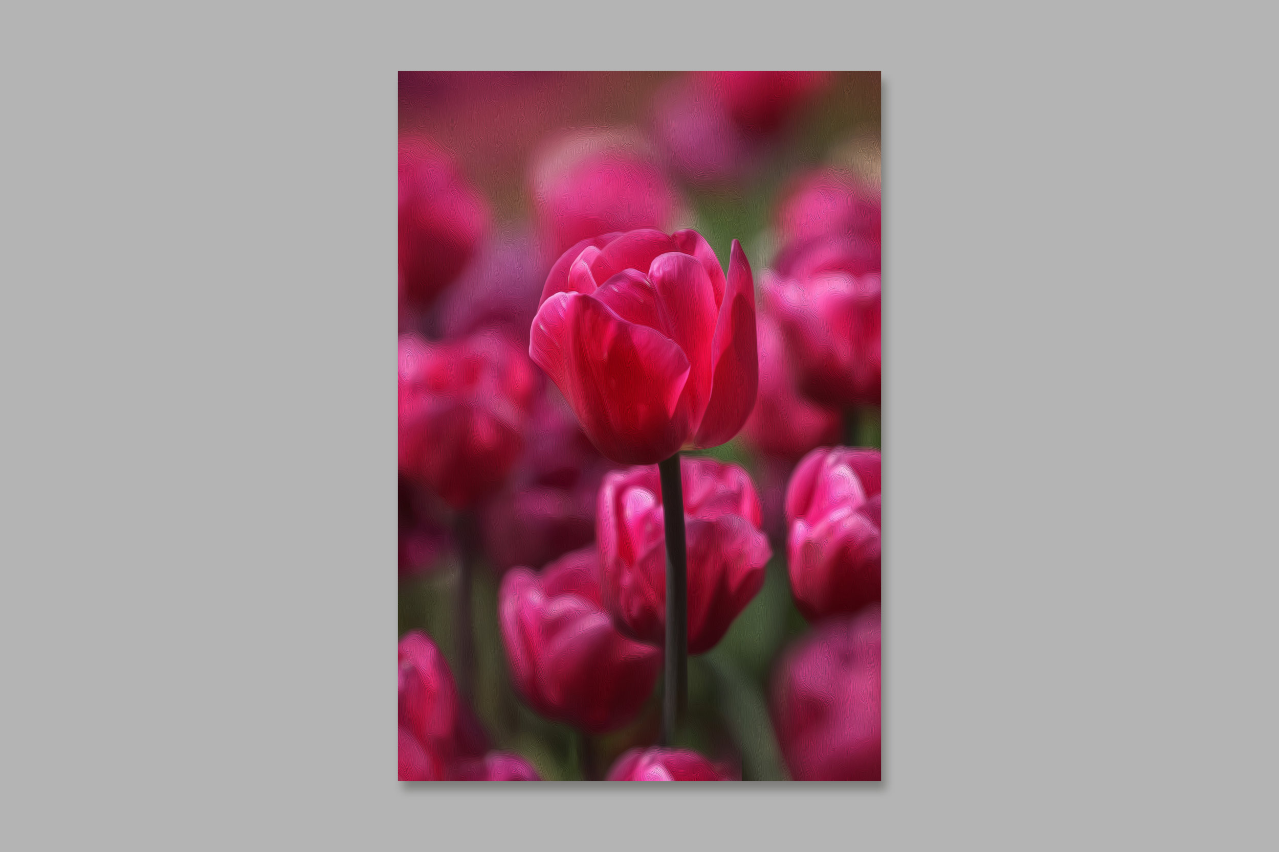 tulip2.jpg