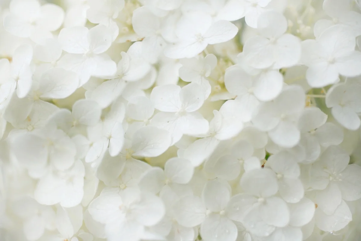White hydrangea print, romantic floral decor