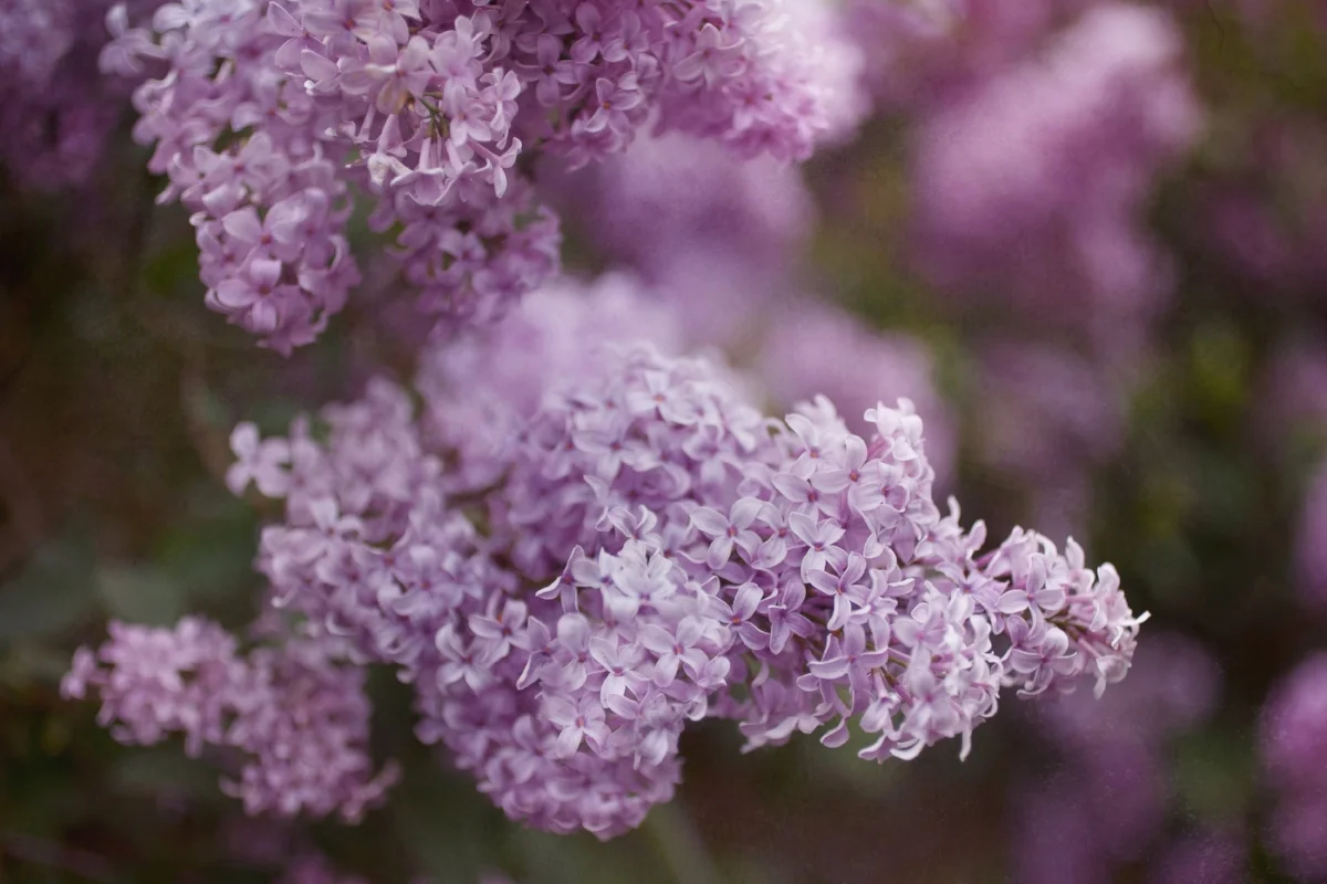 Purple lilac art print