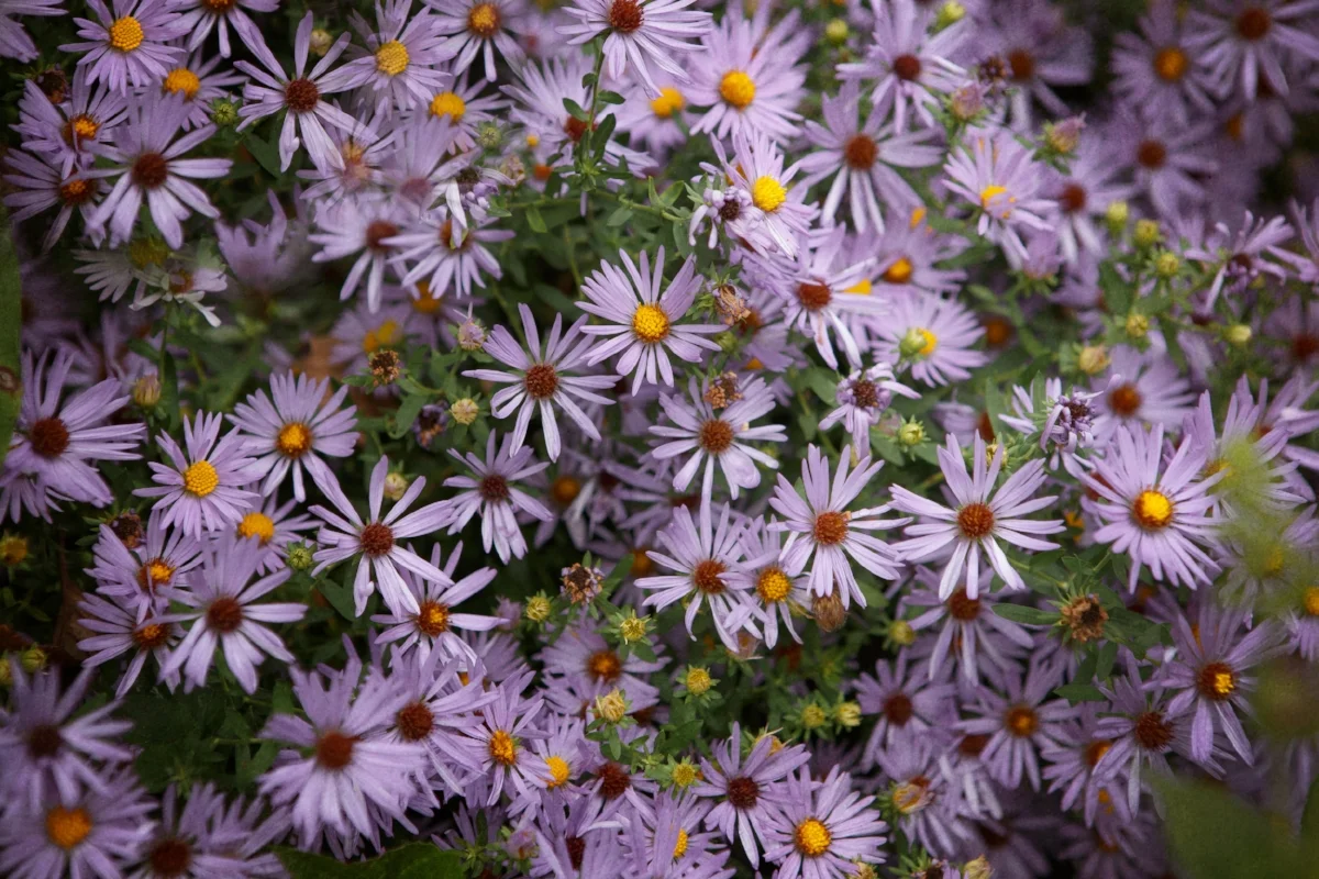 Purple Aster floral print