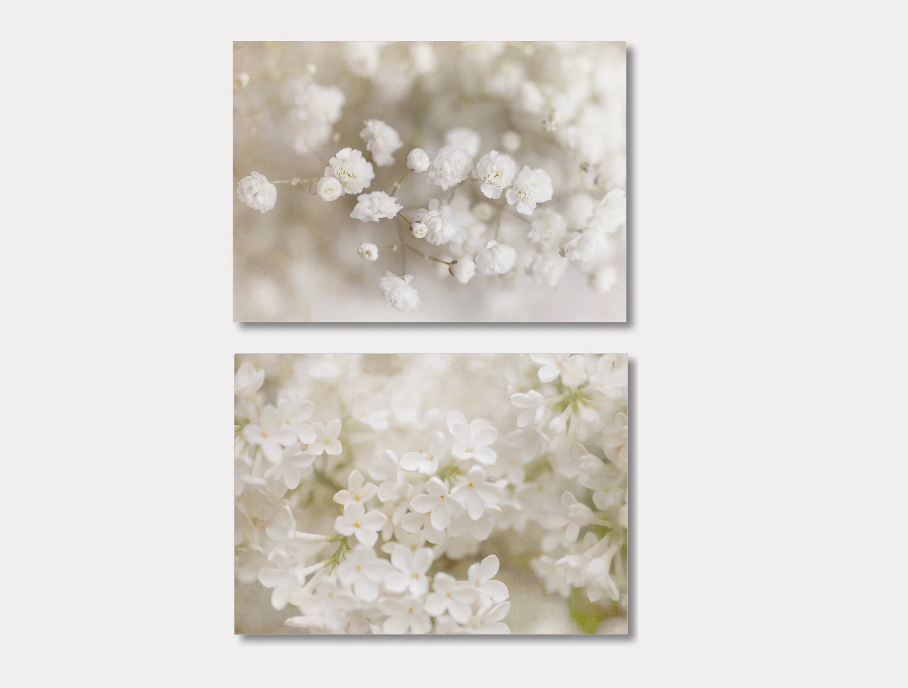 A Study in Ivory - Set of 2 Ivory Floral Prints