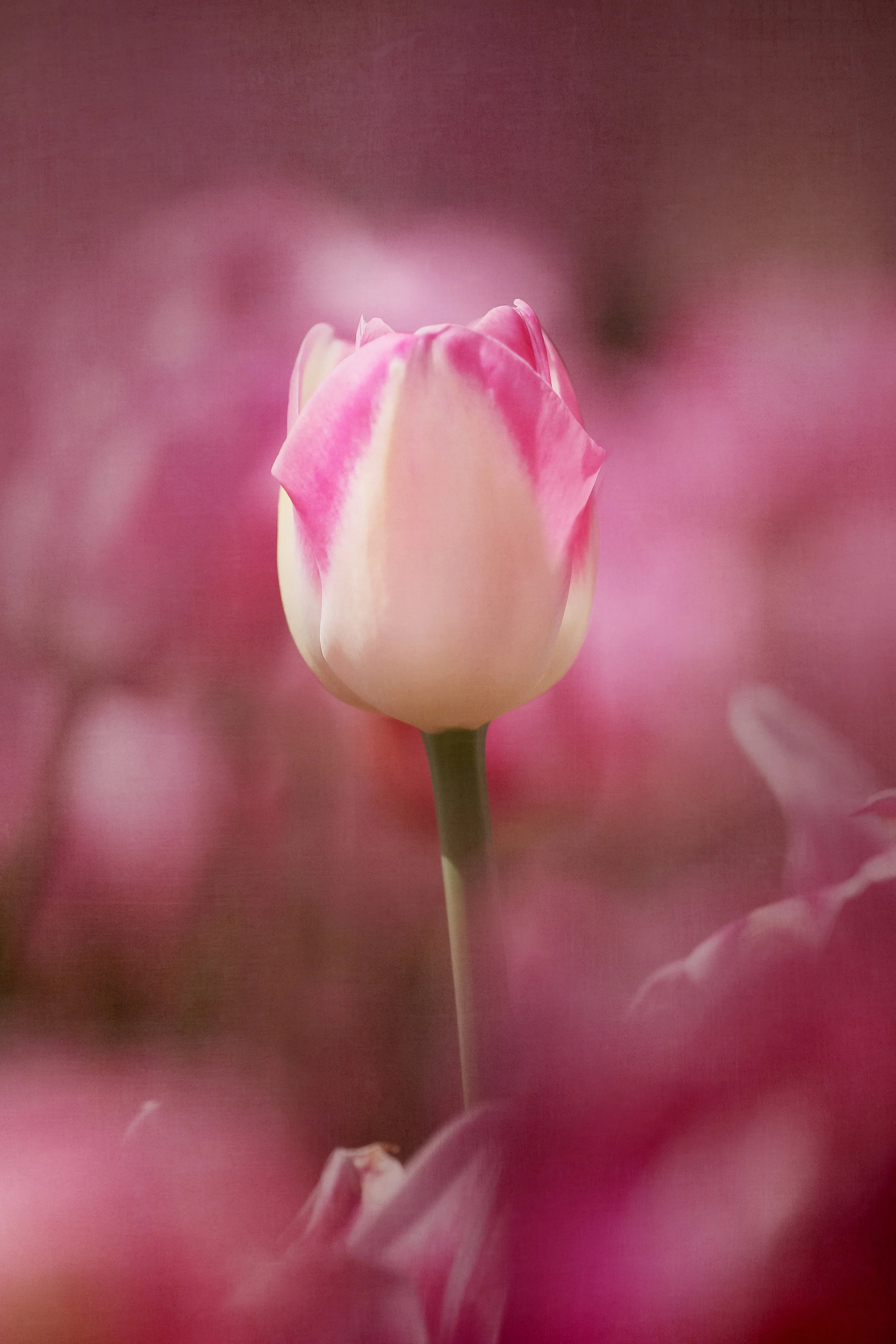 Light pink tulip print
