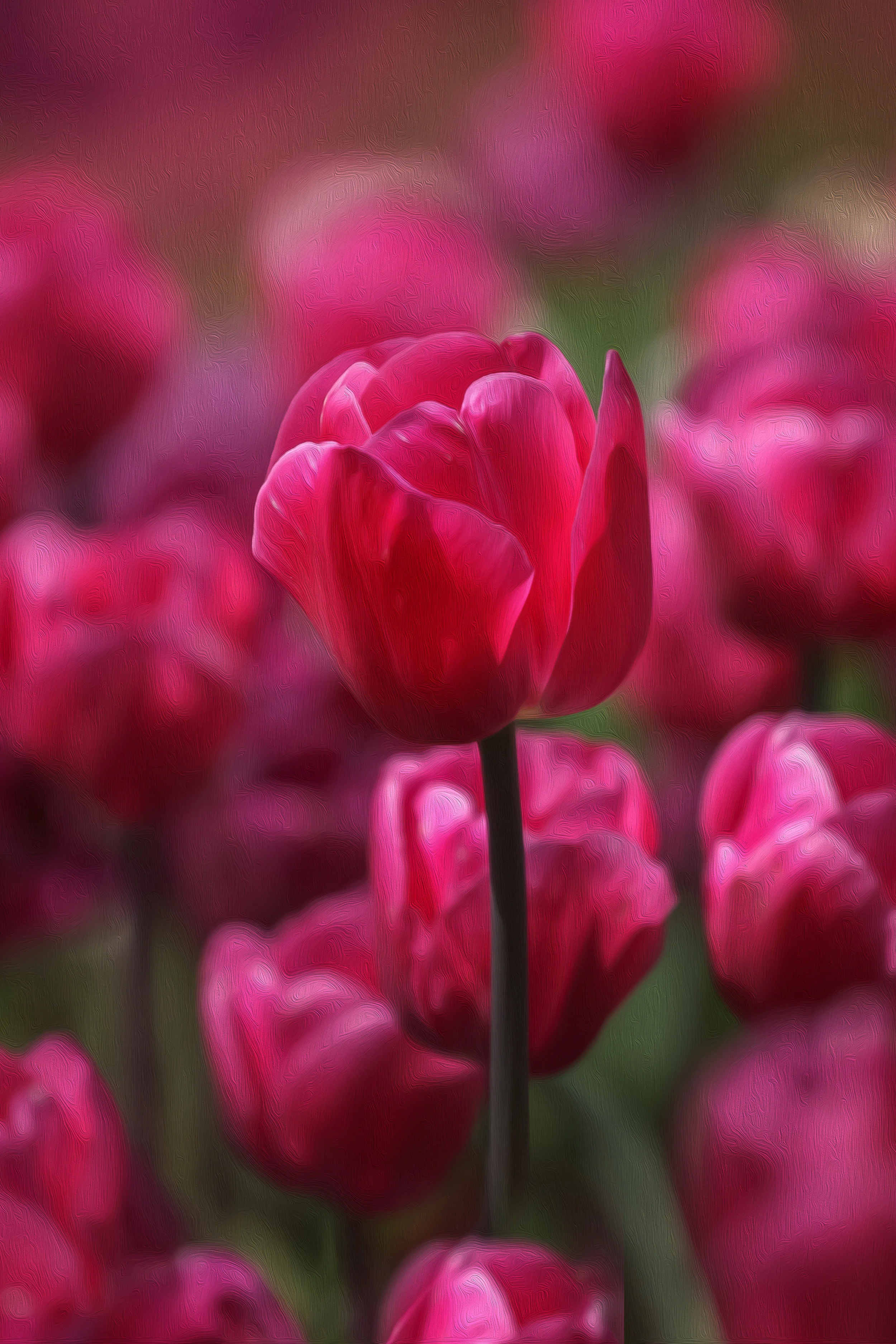 Bright pink tulip art